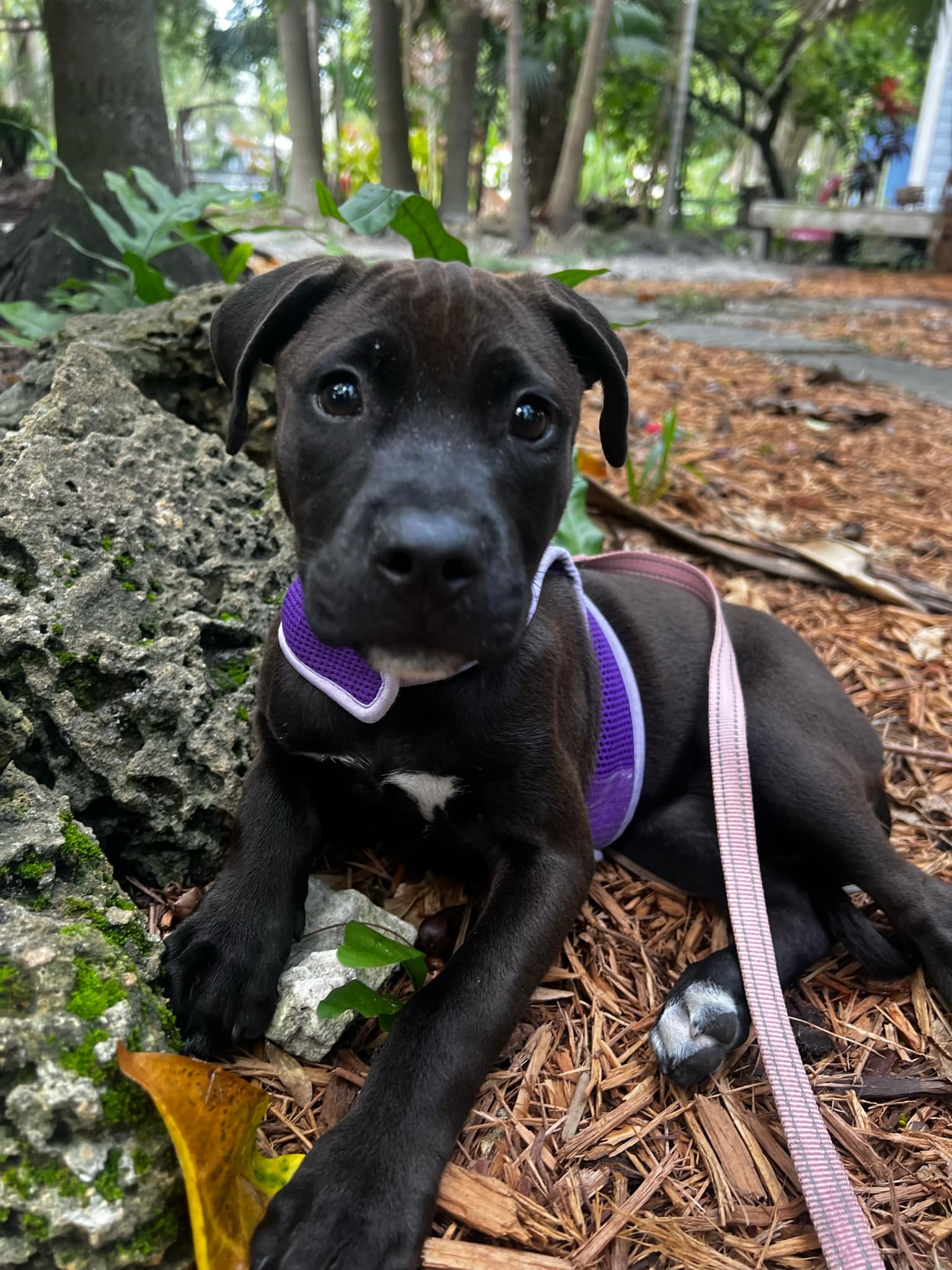 Winnie, a Adopted mixed breed in Coral Springs, FL image 4/5