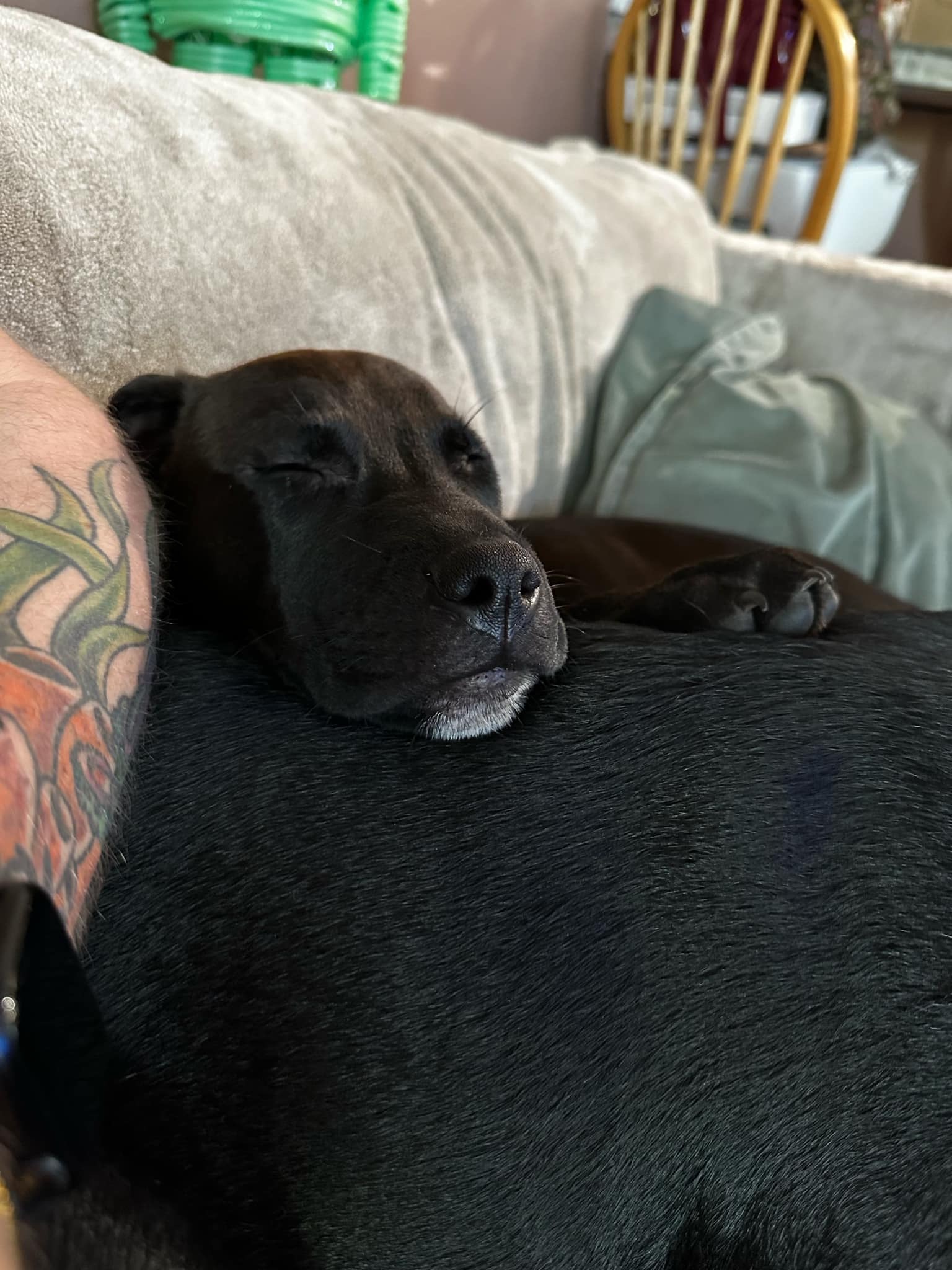 Winnie, a Adopted mixed breed in Coral Springs, FL image 3/5