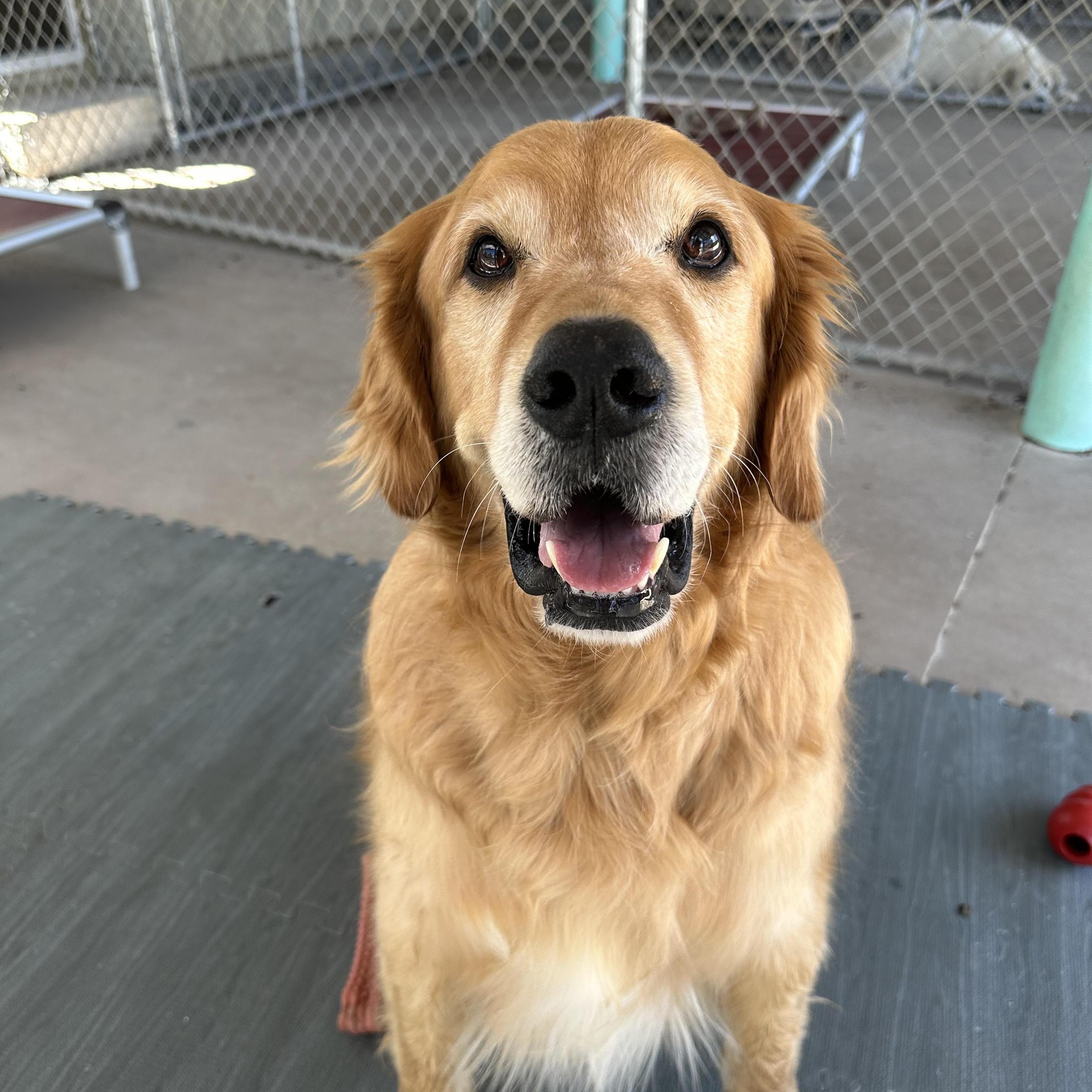 Dante, an adoptable Golden Retriever in Pacific, MO image 3/4