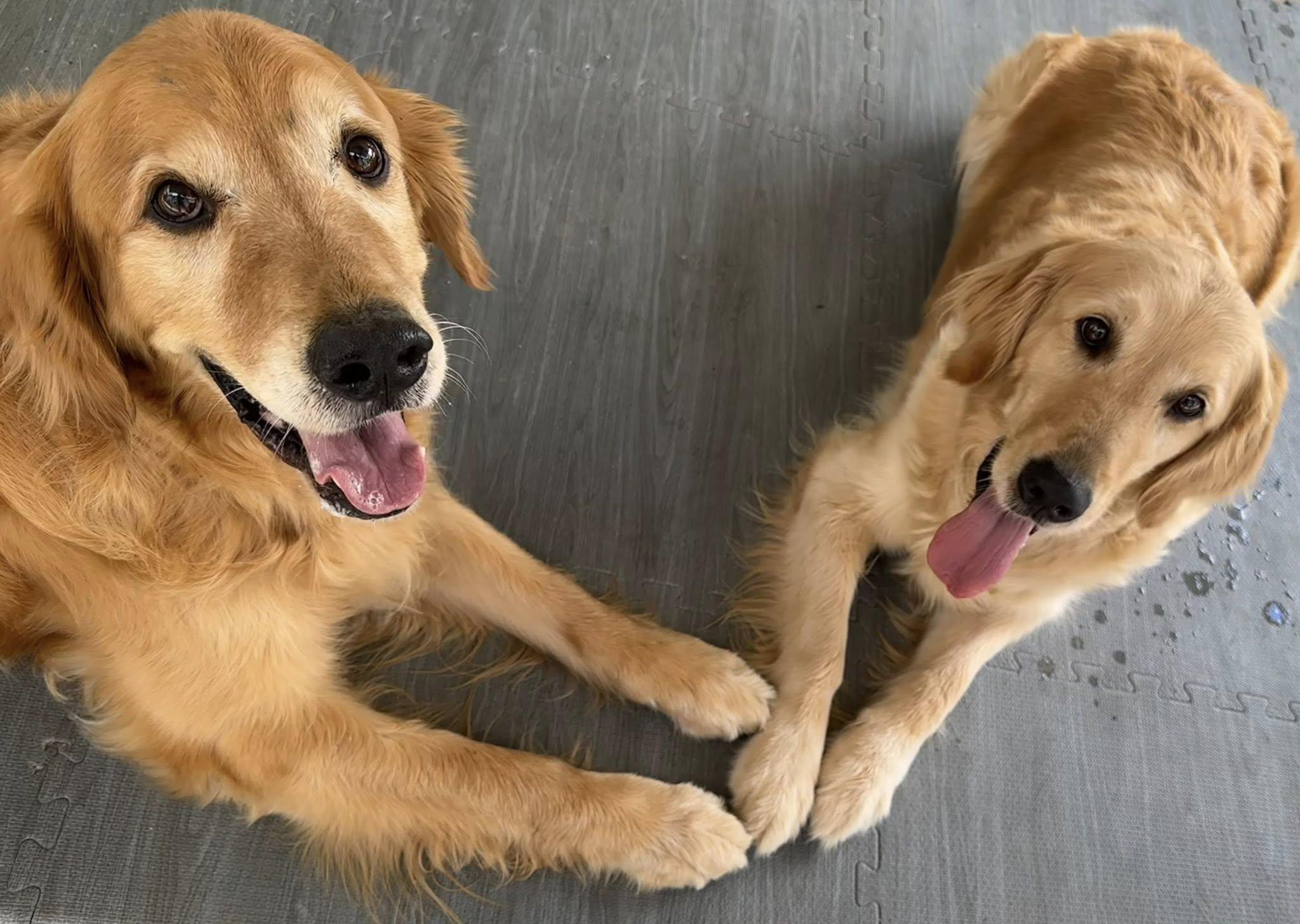 Dante & Nugget bonded pair, adoptable, Adult Male Golden Retriever.