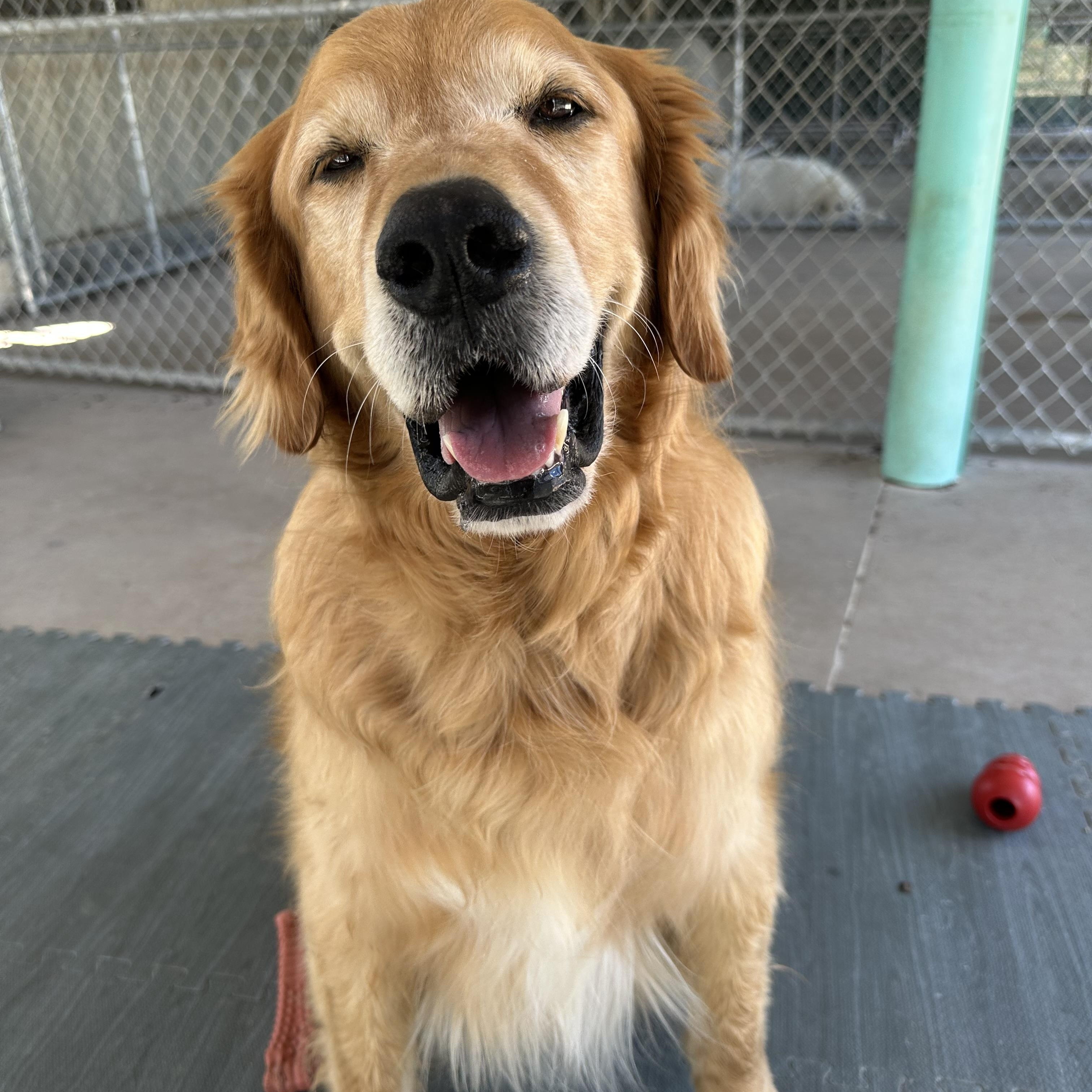 Dante, an adoptable Golden Retriever in Pacific, MO image 2/4