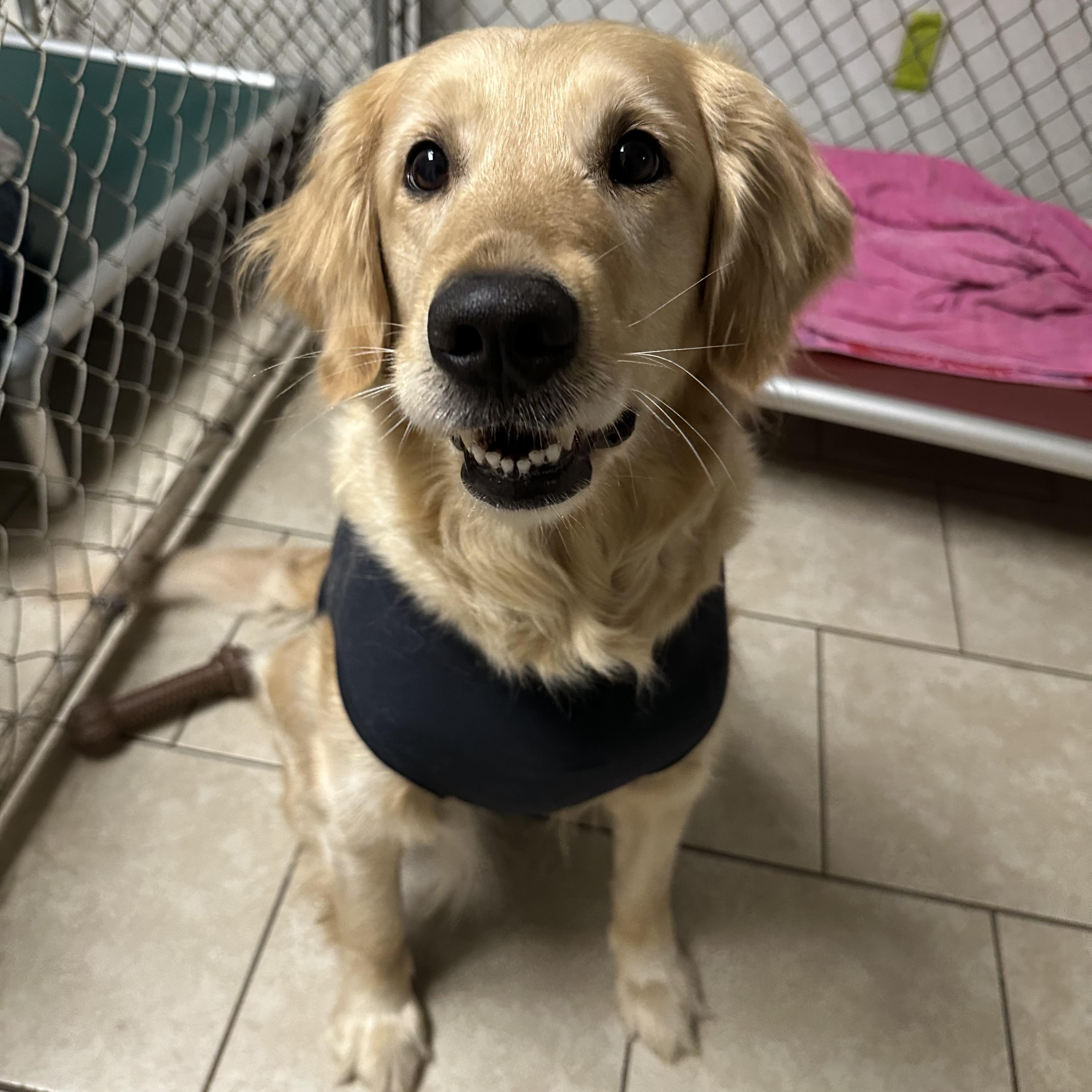 Dante & Nugget bonded pair, an adopted Golden Retriever in Pacific, MO image 3/3