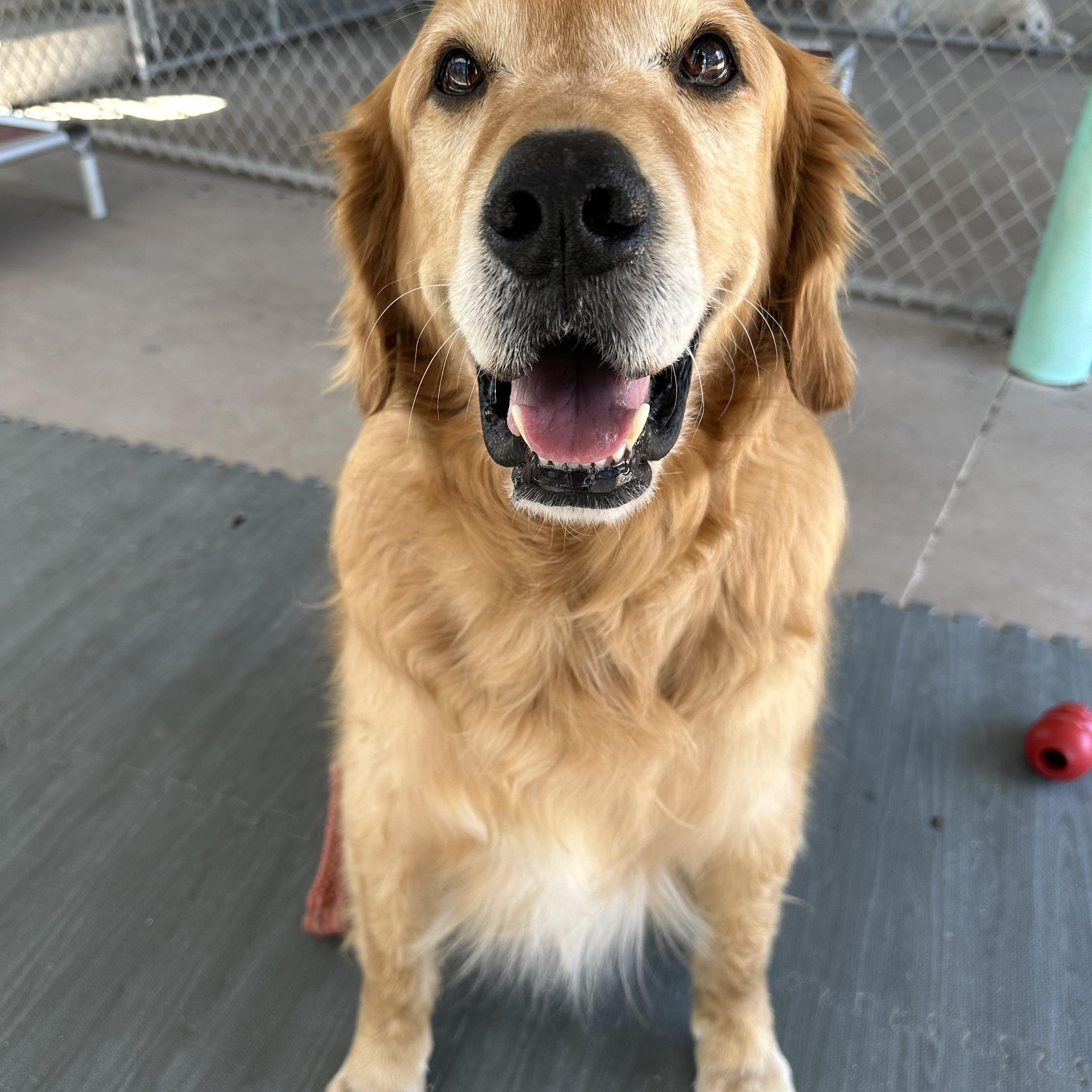 Dante, an adoptable Golden Retriever in Pacific, MO image 4/4