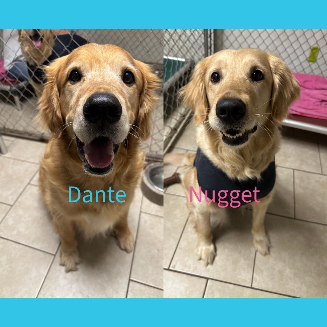 Dante & Nugget bonded pair, an adopted Golden Retriever in Pacific, MO image 1/3