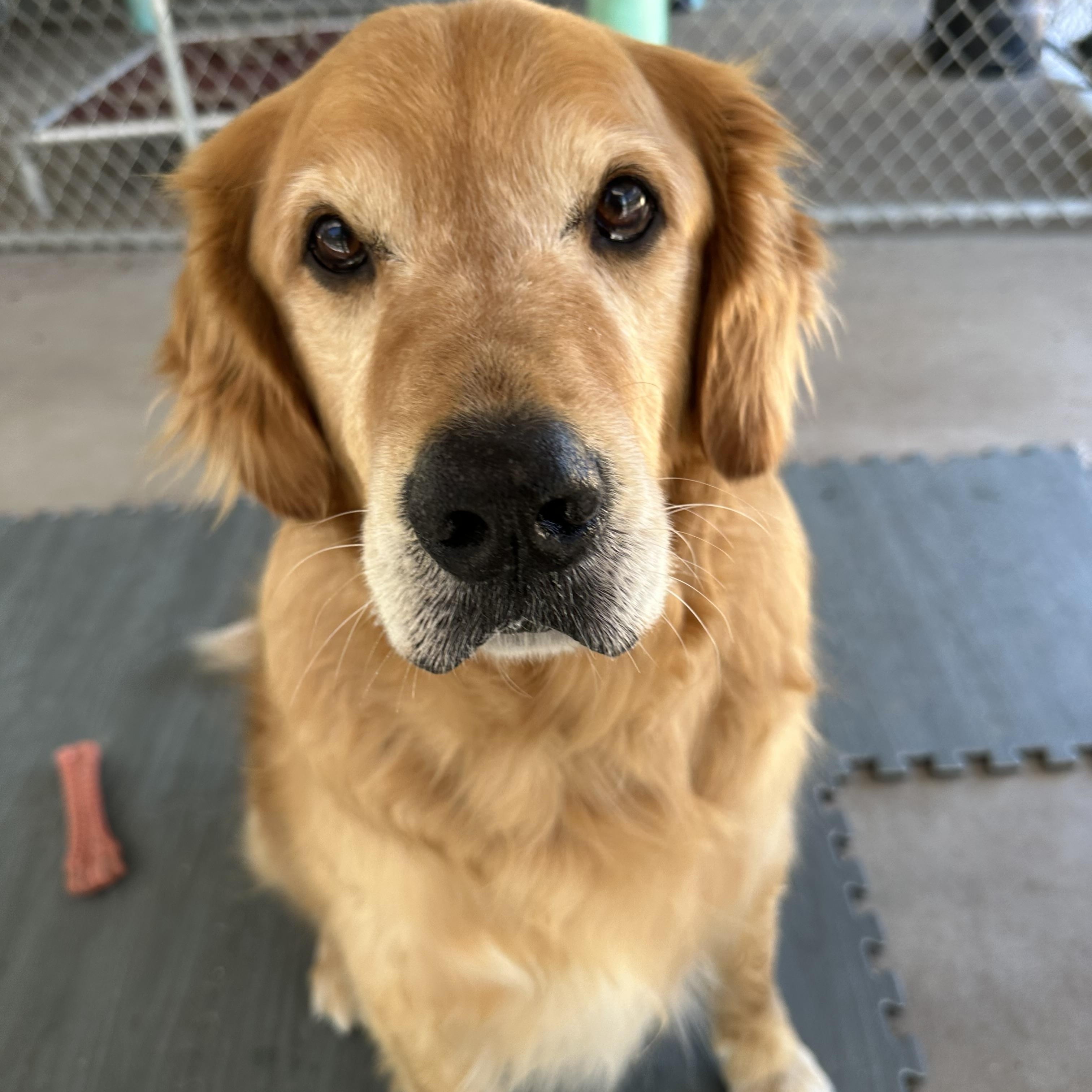 Dante, adoptable, Senior Male Golden Retriever.