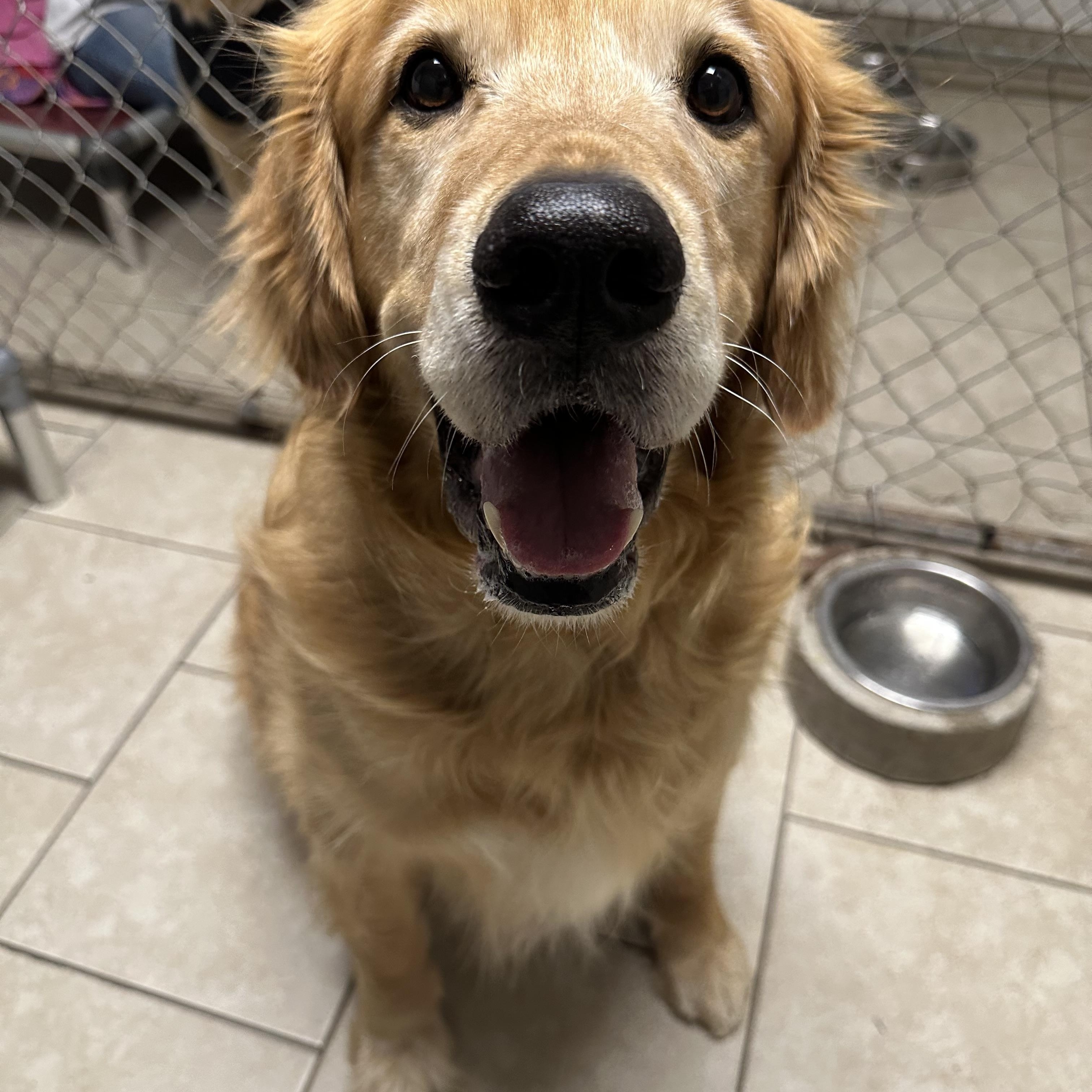 Dante & Nugget bonded pair, an adopted Golden Retriever in Pacific, MO image 2/3