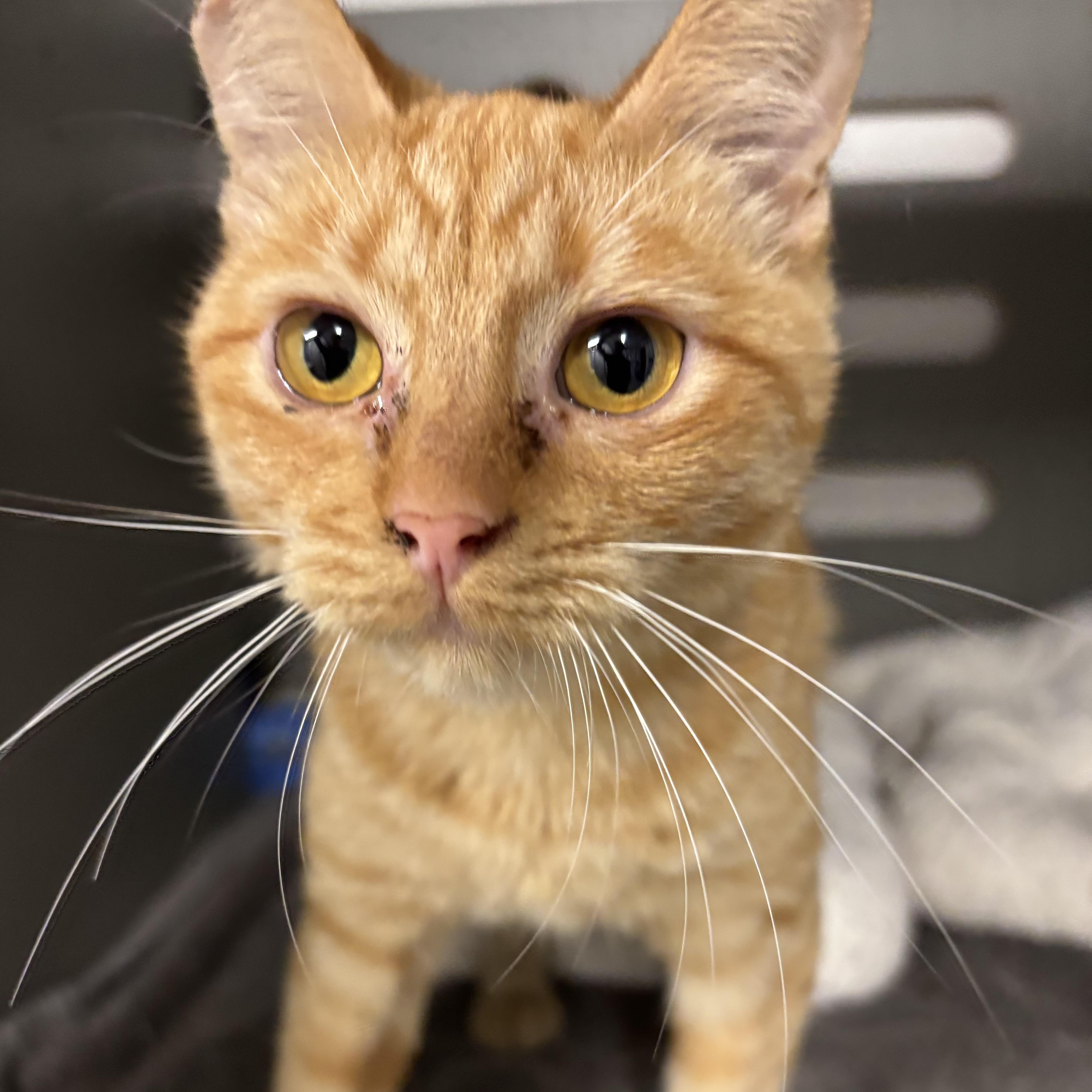 Creamsicle, a ADOPTABLE Domestic Short Hair in Renton , WA image 3/3