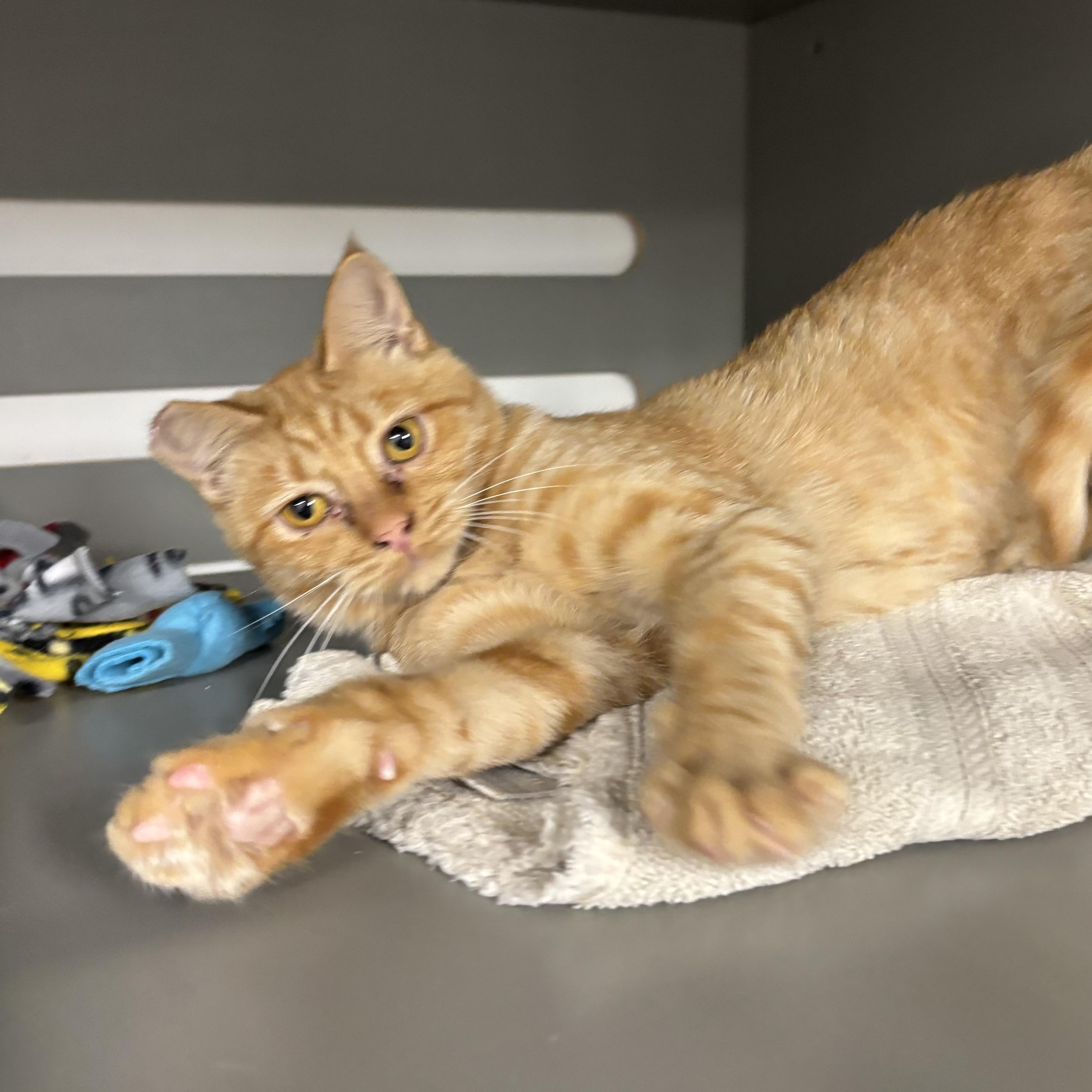 Creamsicle, a ADOPTABLE Domestic Short Hair in Renton , WA image 2/3