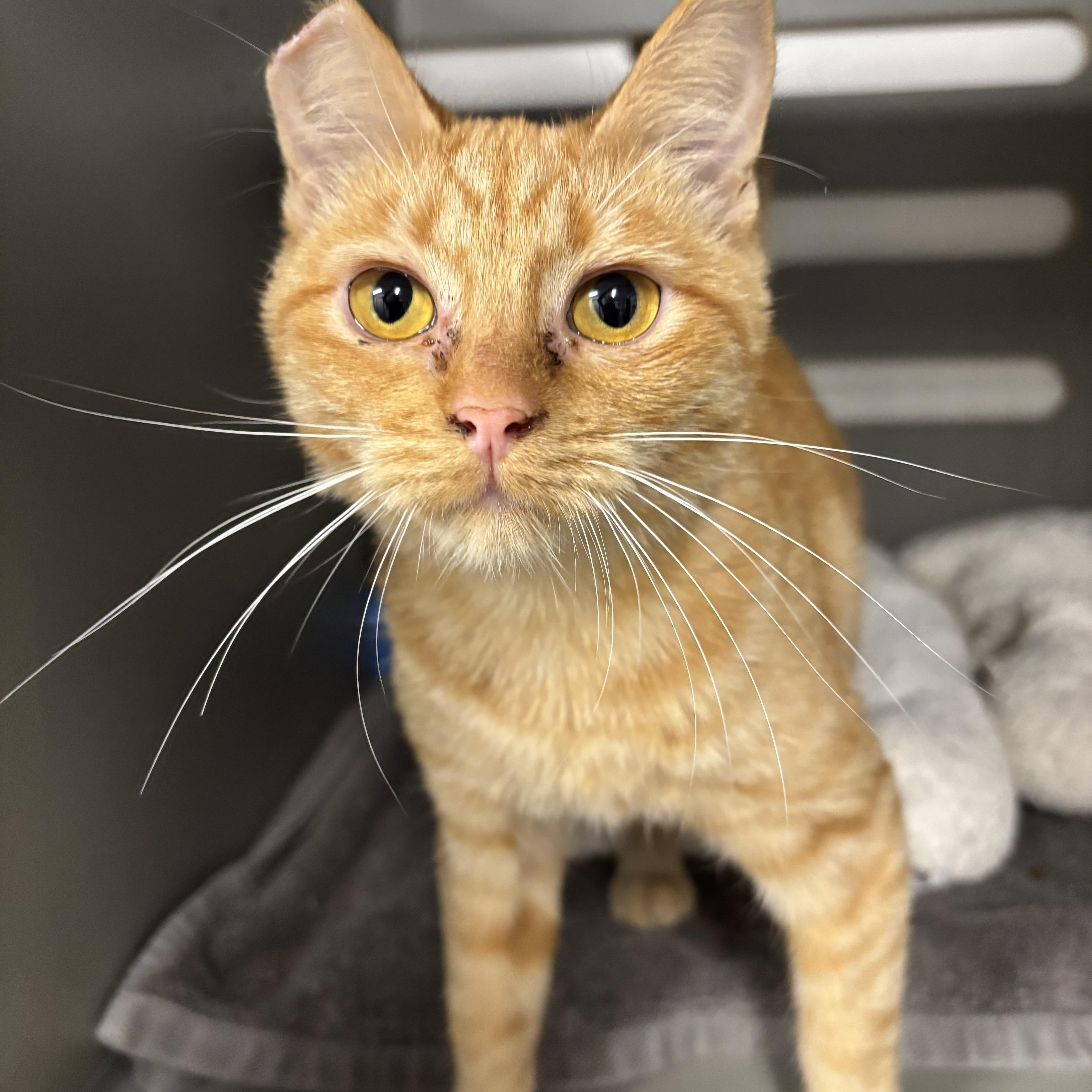 Creamsicle, a ADOPTABLE Domestic Short Hair in Renton , WA image 1/3