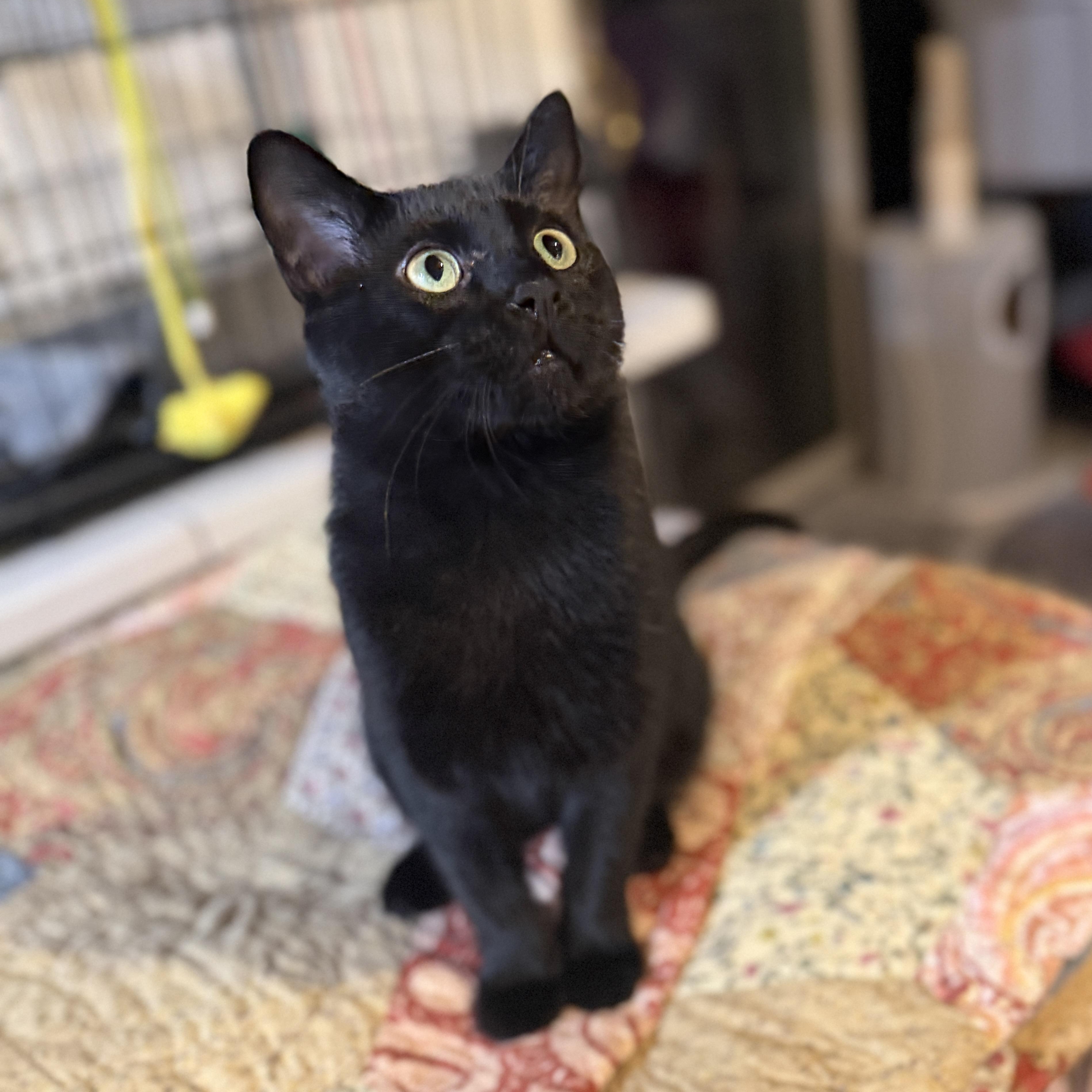 Enlarge Philip CM, a Adoptable mixed breed in Farmington Hills, MI image 5/6