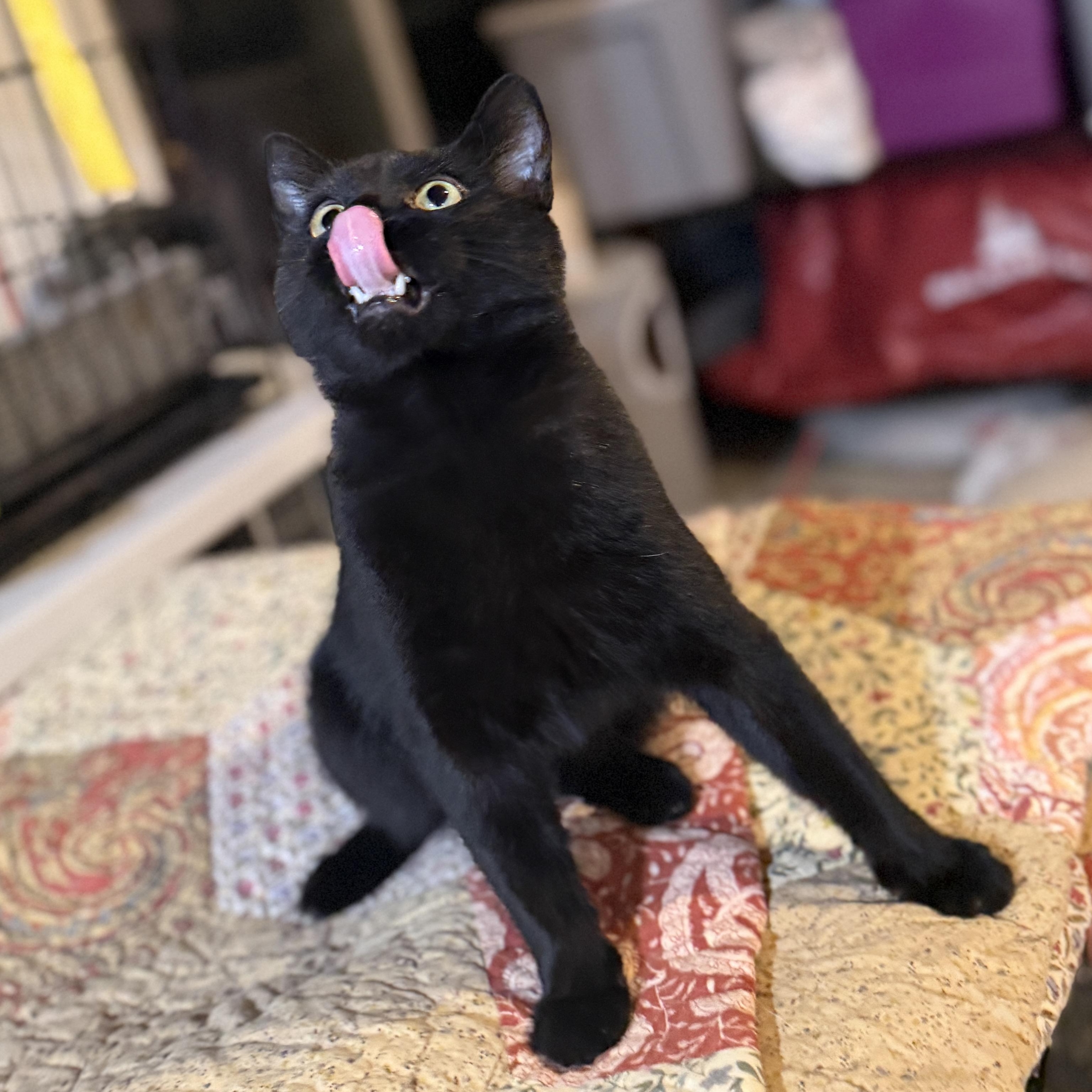 Enlarge Philip CM, a Adoptable mixed breed in Farmington Hills, MI image 2/6
