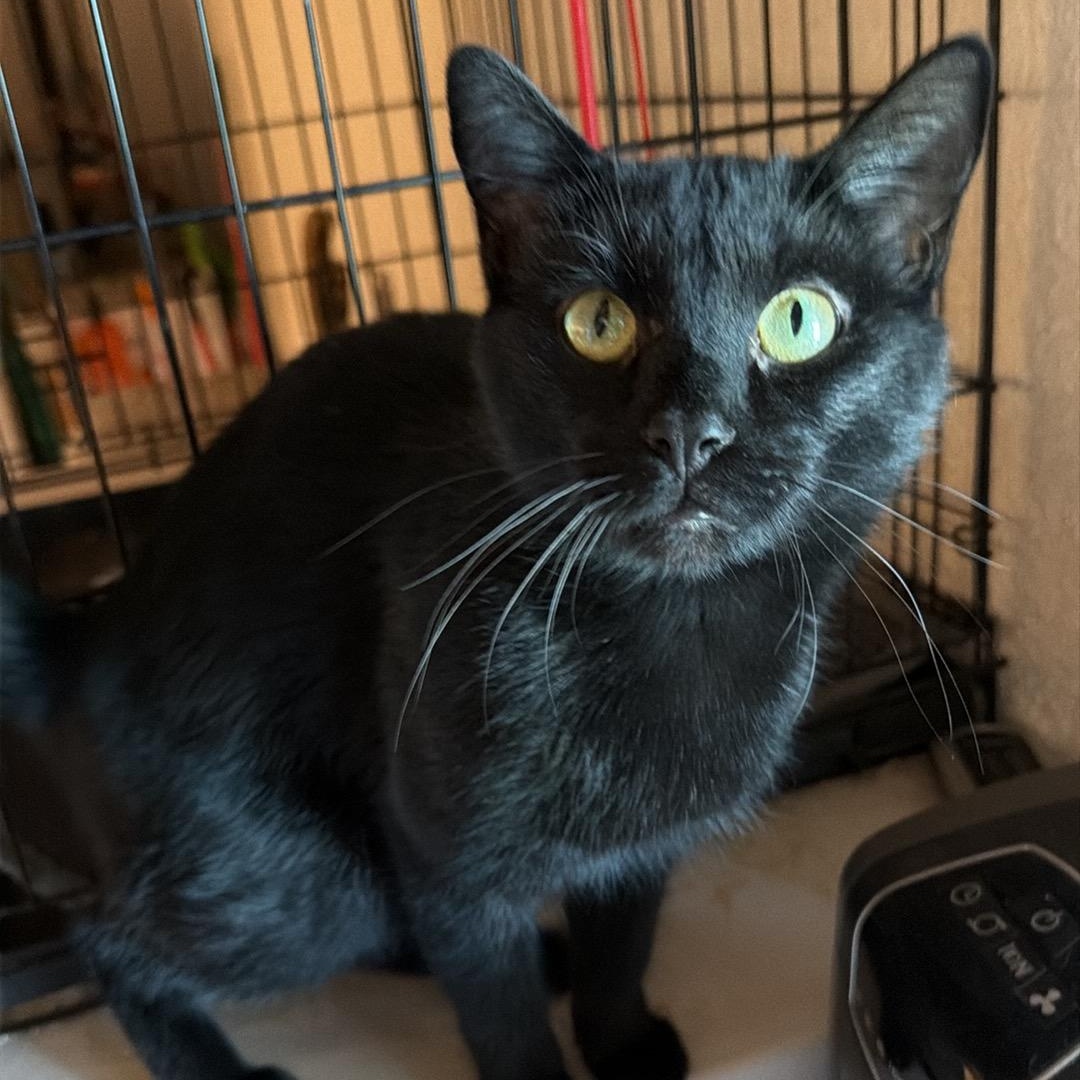 Enlarge Philip CM, a Adoptable mixed breed in Farmington Hills, MI image 1/6