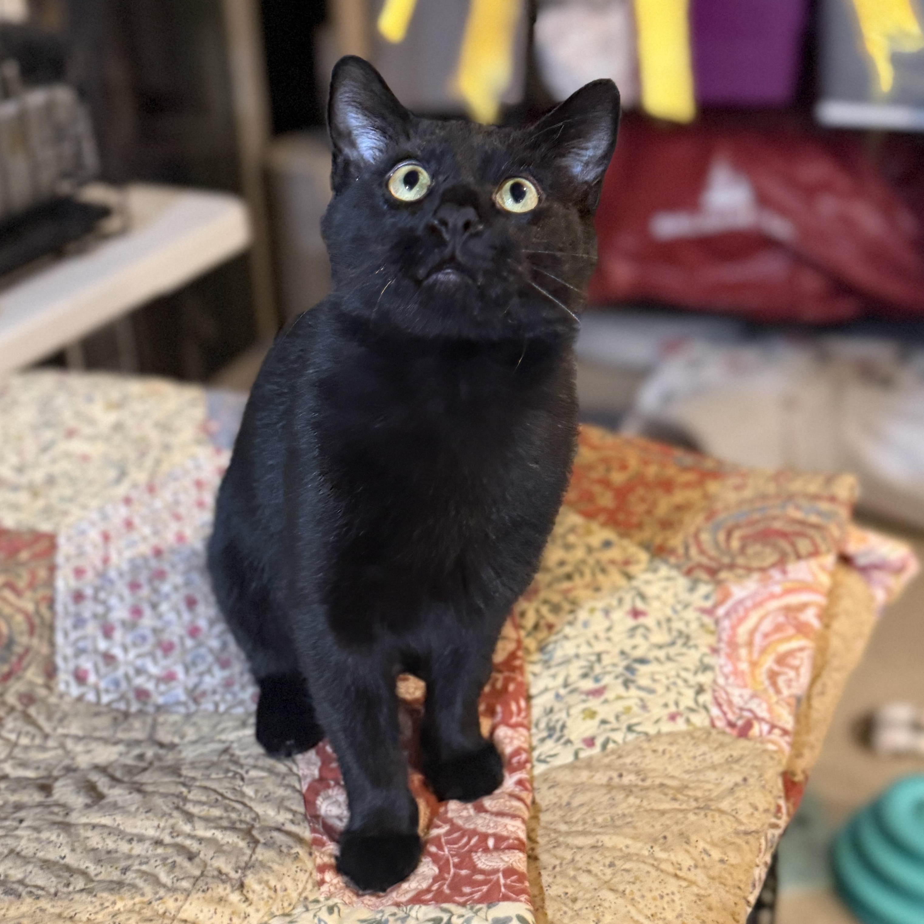Enlarge Philip CM, a Adoptable mixed breed in Farmington Hills, MI image 6/6