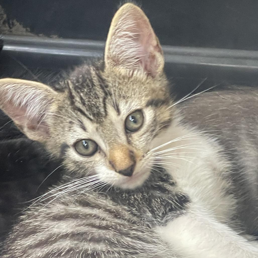 Kai, Adoptable, Young Male Domestic Short Hair.