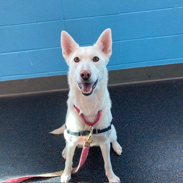 LUMI, Adoptable, Young Female German Shepherd Dog & Mixed Breed.