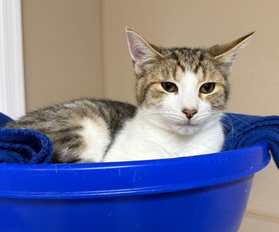Leo, Adoptable, Adult Male Domestic Short Hair & Tabby.