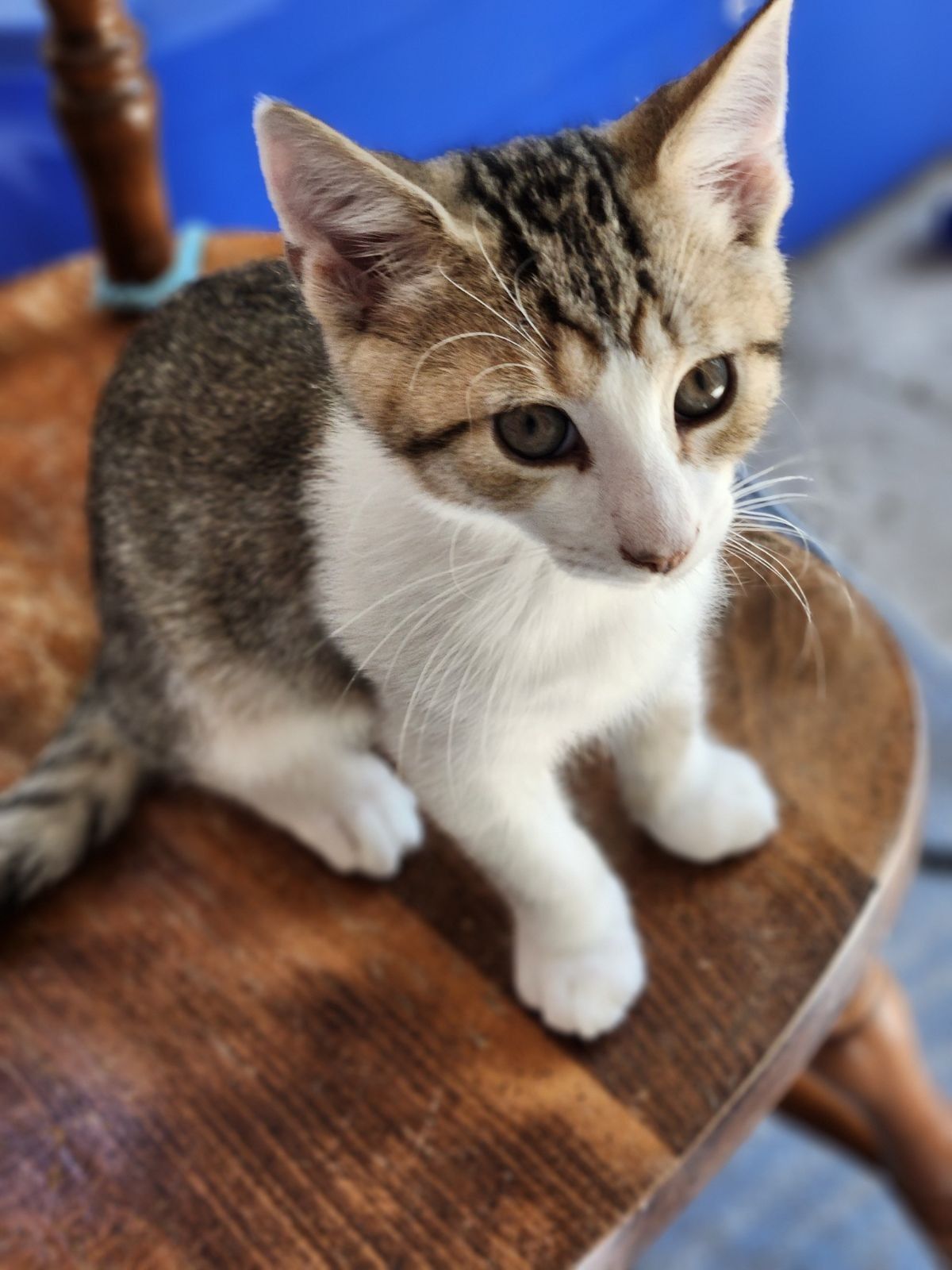 Enlarge Leo, a Adoptable mixed breed in Carneys Point, NJ image 2/2