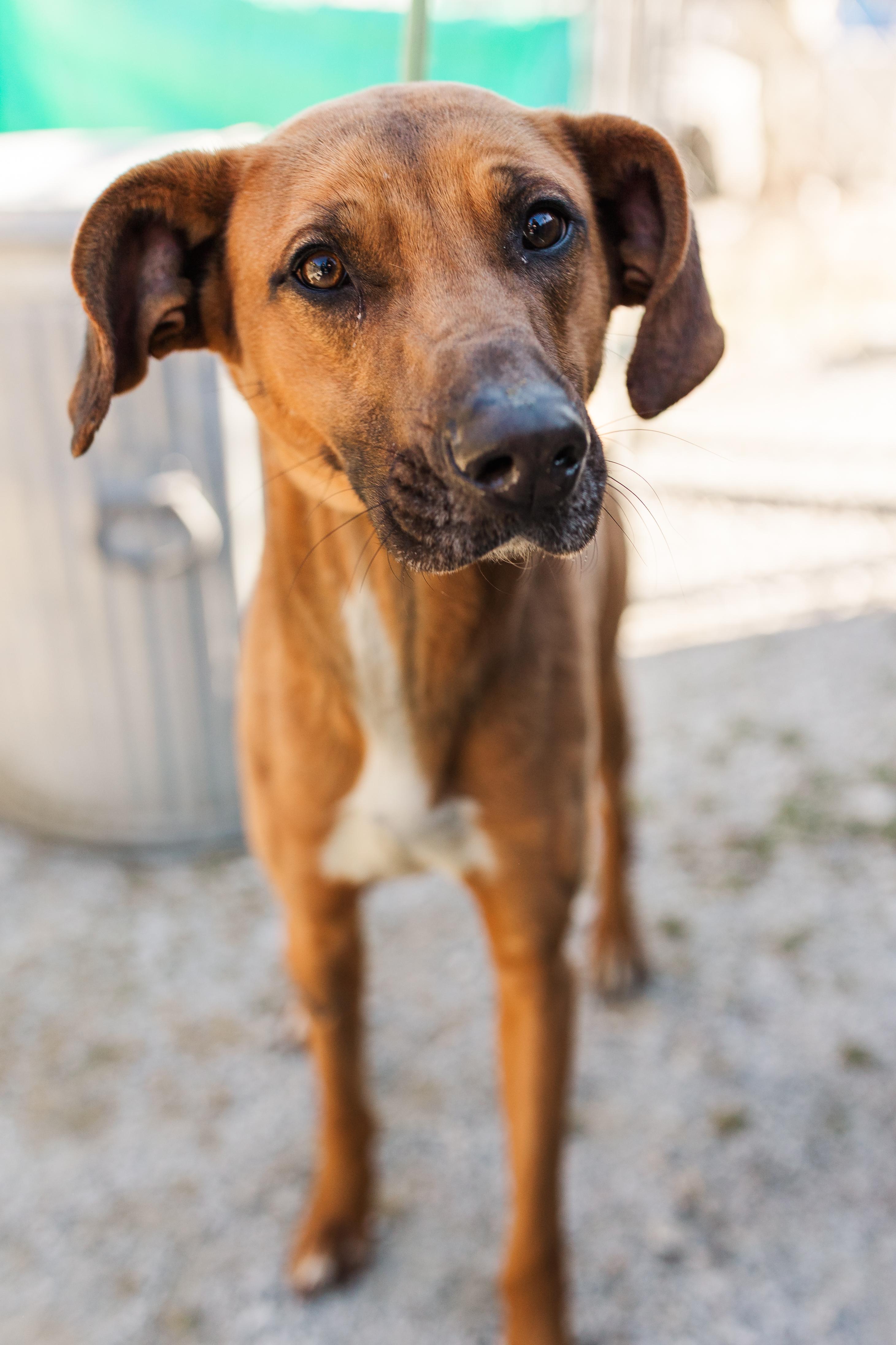 Frack, ADOPTABLE, Young Male Coonhound.