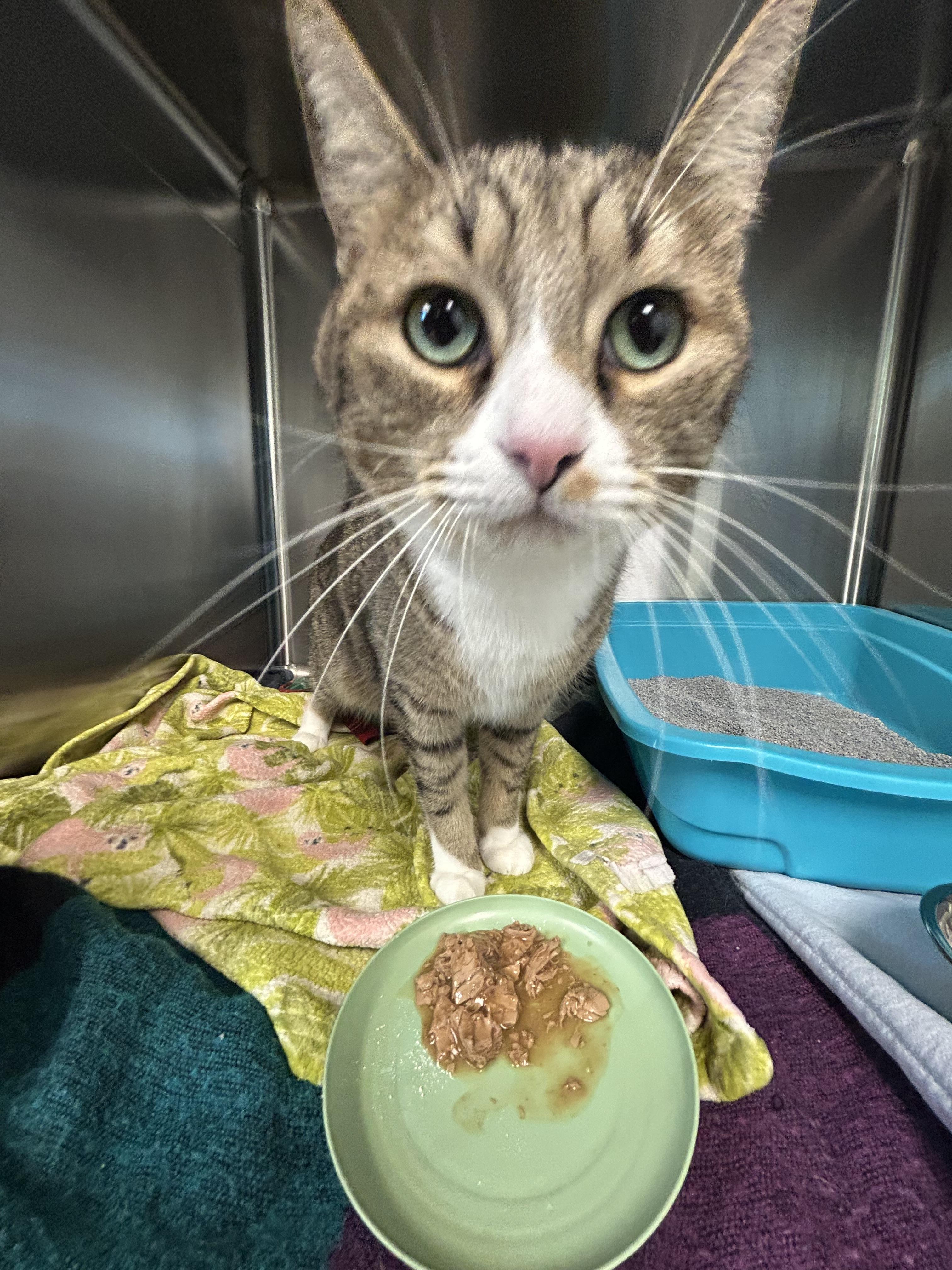 Peter - Bonded w/ Perla, Adoptable, Adult Male Domestic Short Hair.