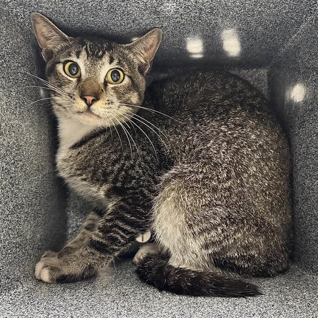 THEO — thumbnail 2