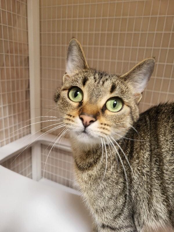 Enlarge Dixie, a Adoptable Domestic Short Hair in Diamond Springs, CA image 1/3