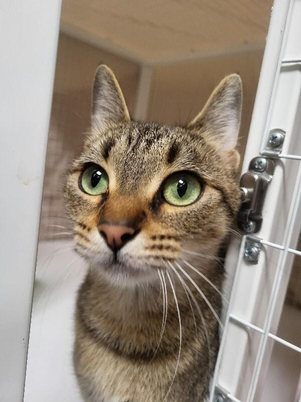 Enlarge Dixie, a Adoptable Domestic Short Hair in Diamond Springs, CA image 3/3