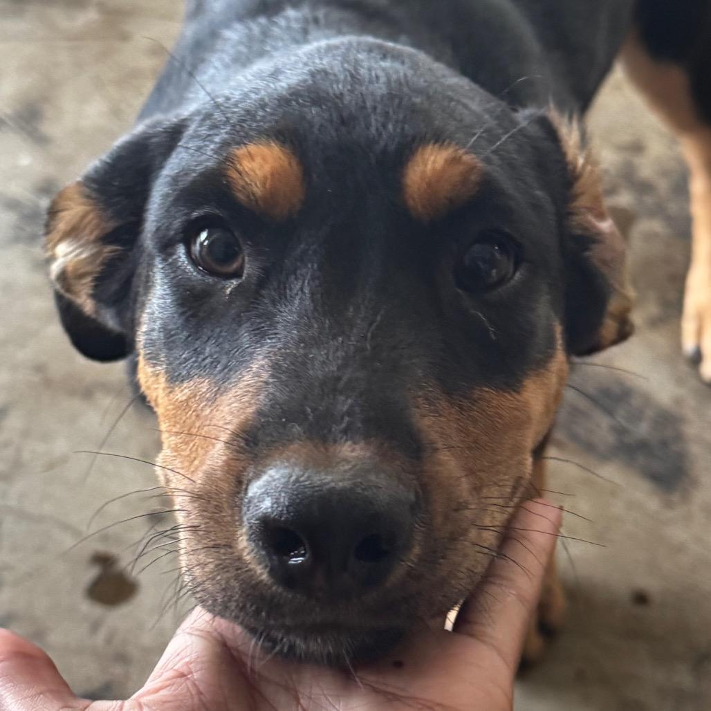 Enlarge Tim, a Adoptable mixed breed in Clarksdale, MS image 1/3