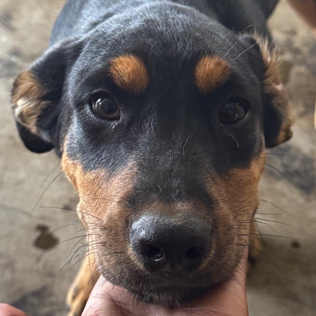 Enlarge Tim, a Adoptable mixed breed in Clarksdale, MS image 2/3