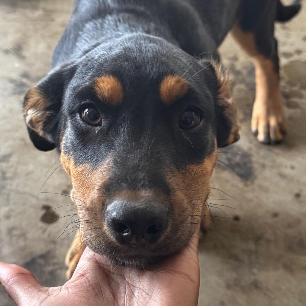 Enlarge Tim, a Adoptable mixed breed in Clarksdale, MS image 3/3