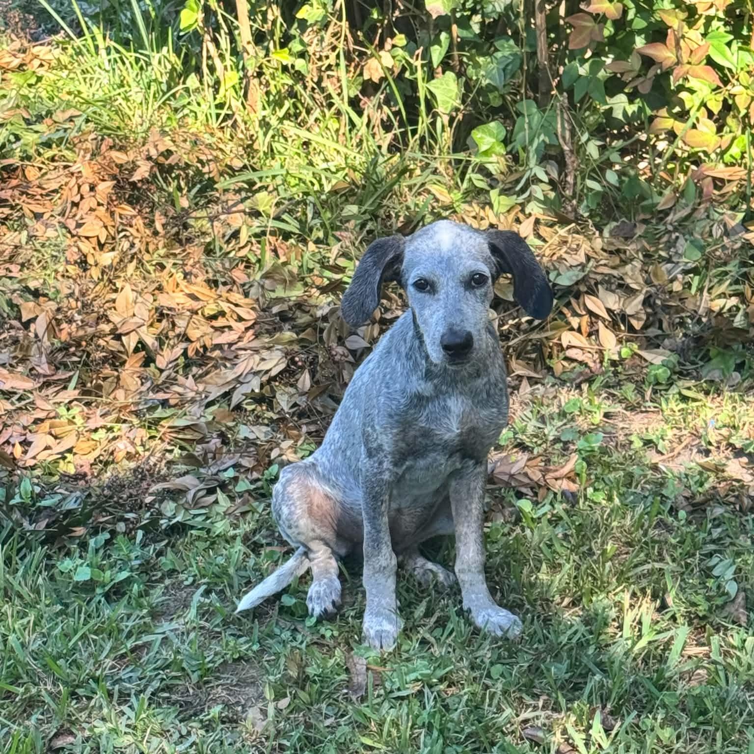 Enlarge Indigo, a Adoptable mixed breed in Albany, NY image 2/6