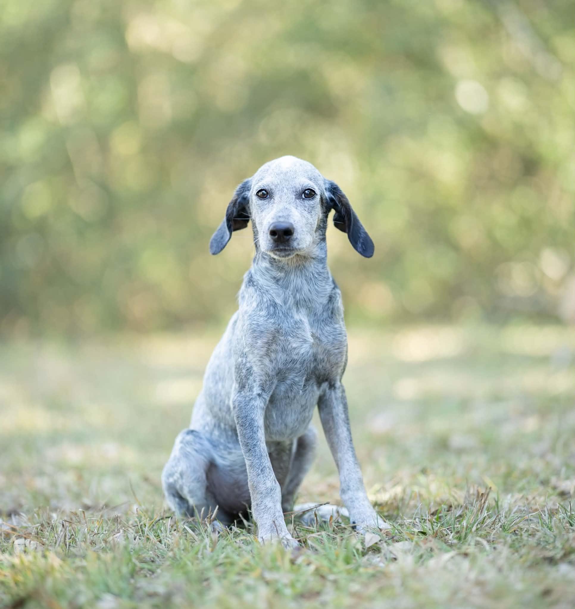 Indigo, Adoptable, Puppy Female Bluetick Coonhound.