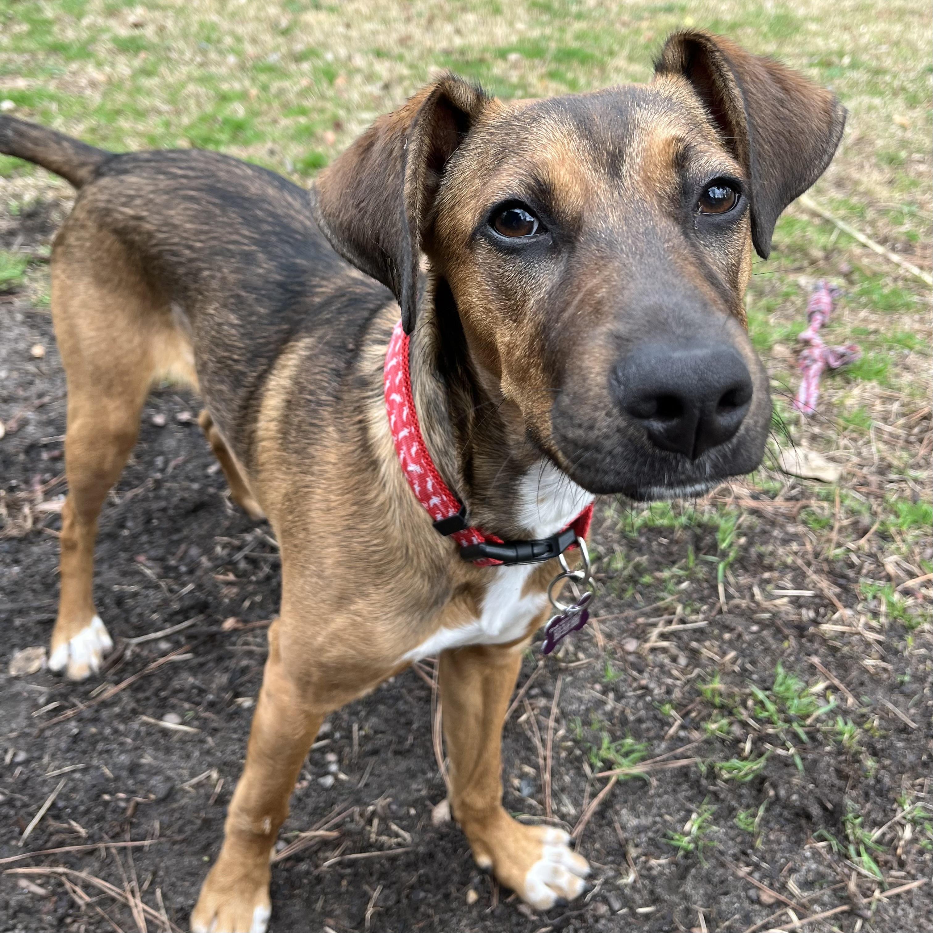 Whatchamacallit — thumbnail 2