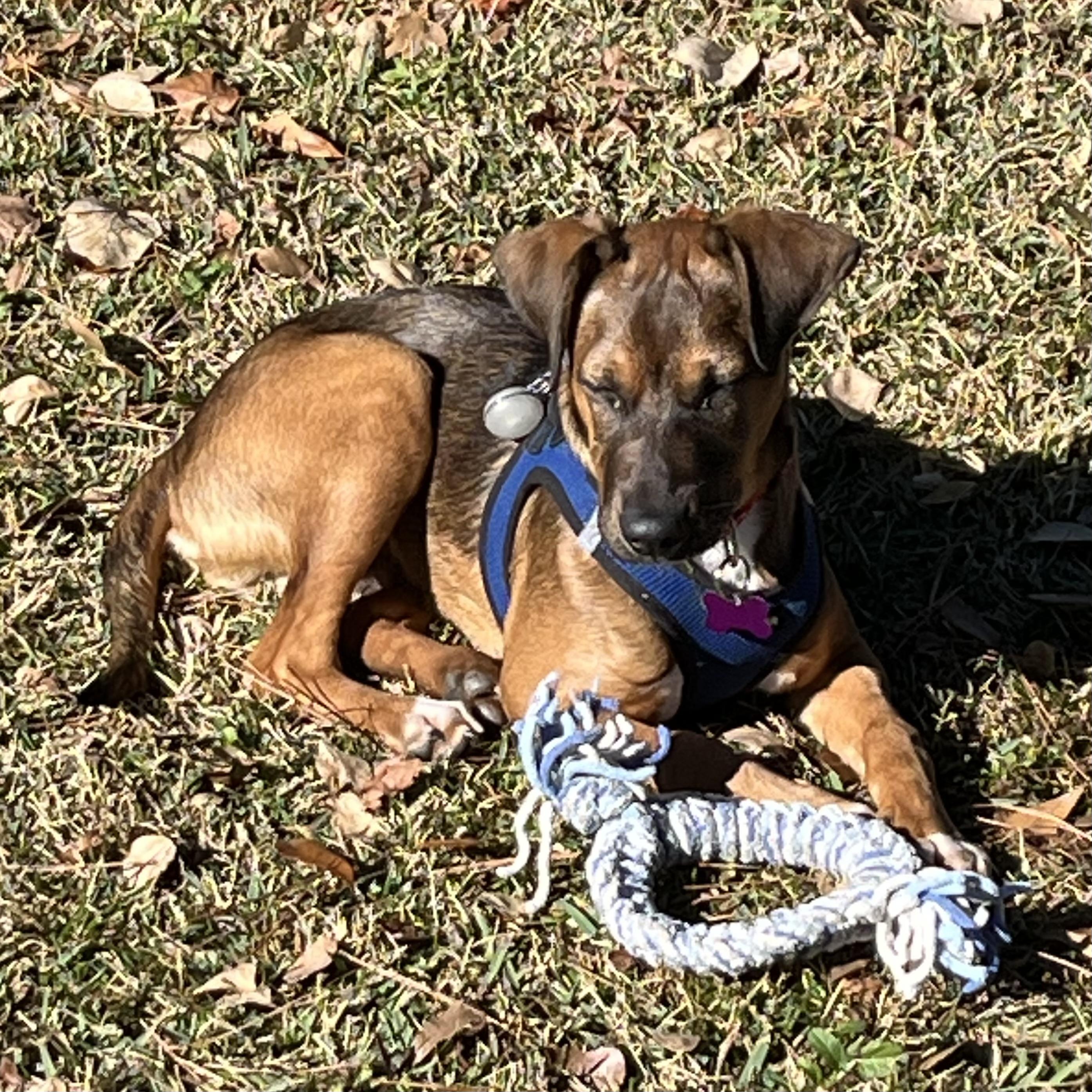 Whatchamacallit — thumbnail 3