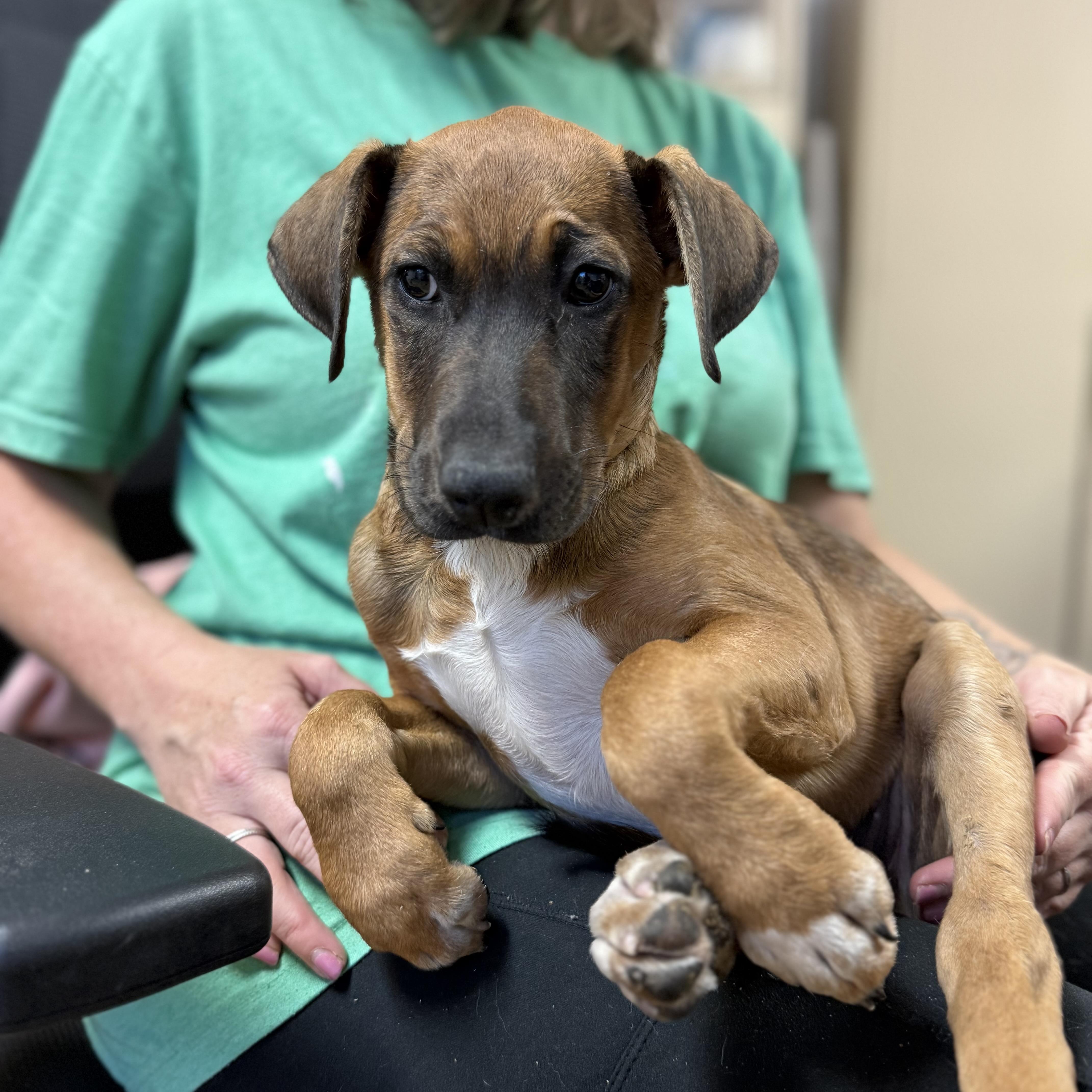 Whatchamacallit — thumbnail 4