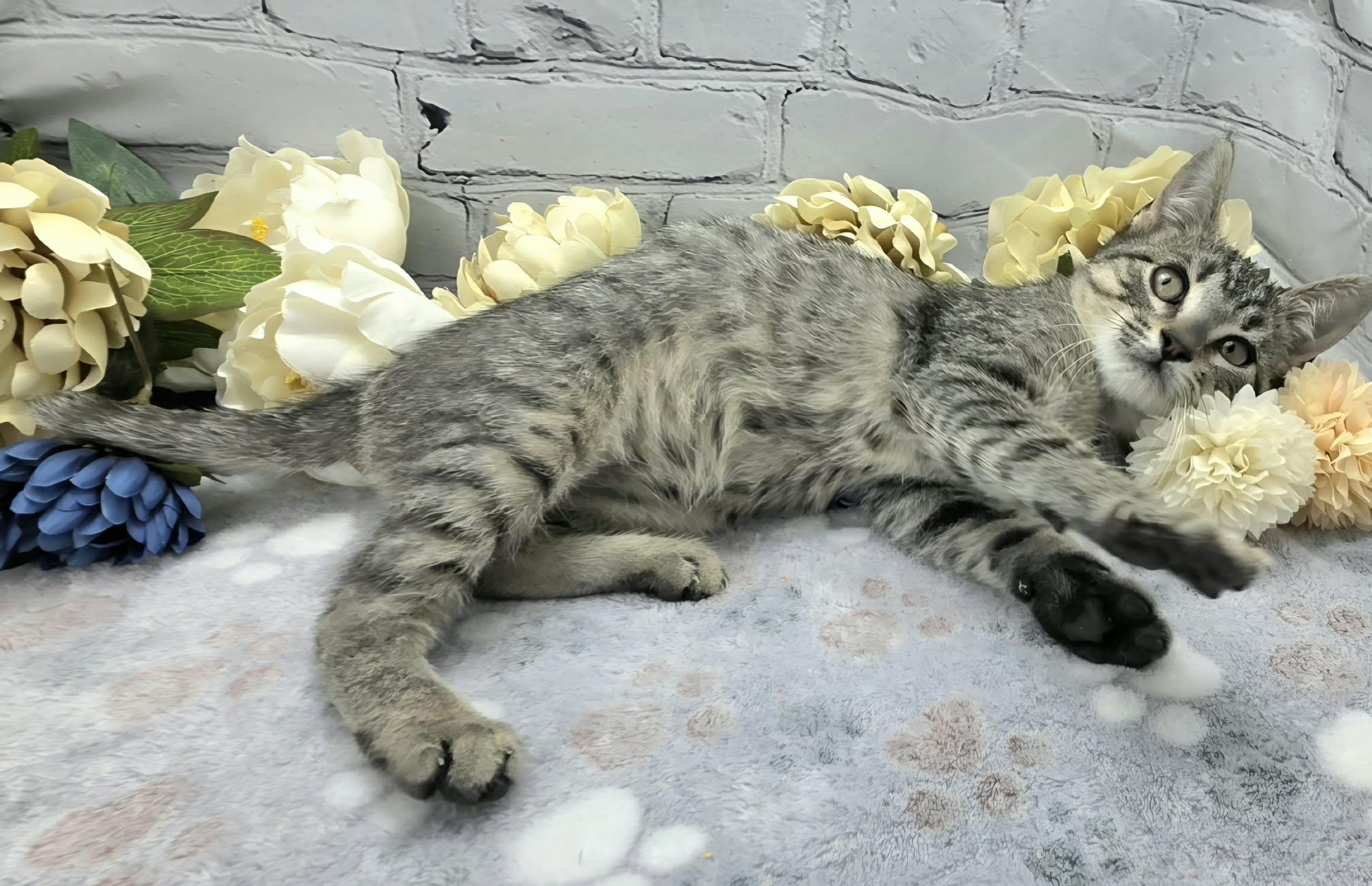 Enlarge Parsley - The Broom Slayer, a Adoptable Domestic Short Hair in Ocean Springs, MS image 3/3