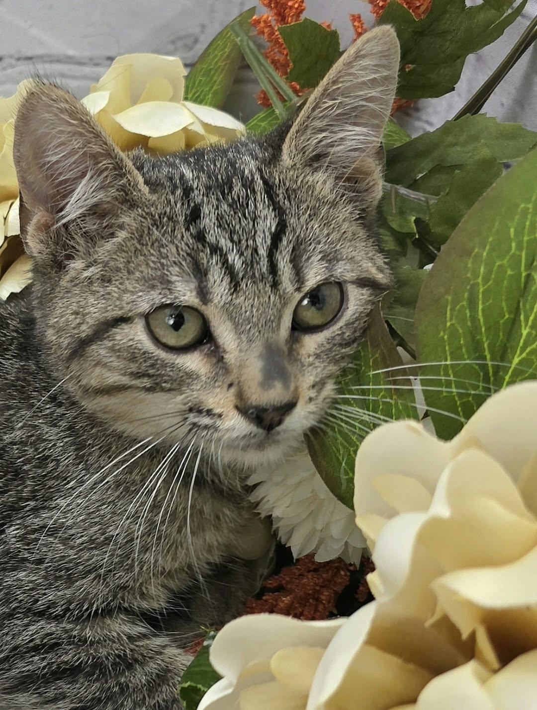 Enlarge Parsley - The Broom Slayer, a Adoptable Domestic Short Hair in Ocean Springs, MS image 2/3