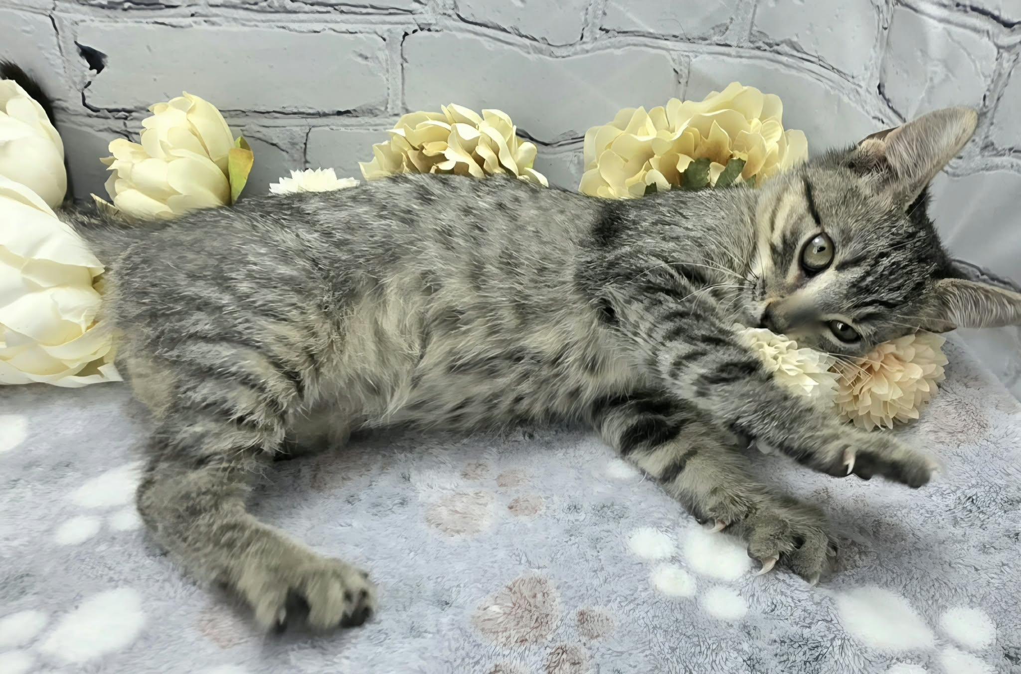Parsley - The Broom Slayer, Adoptable, Kitten Male Domestic Short Hair.