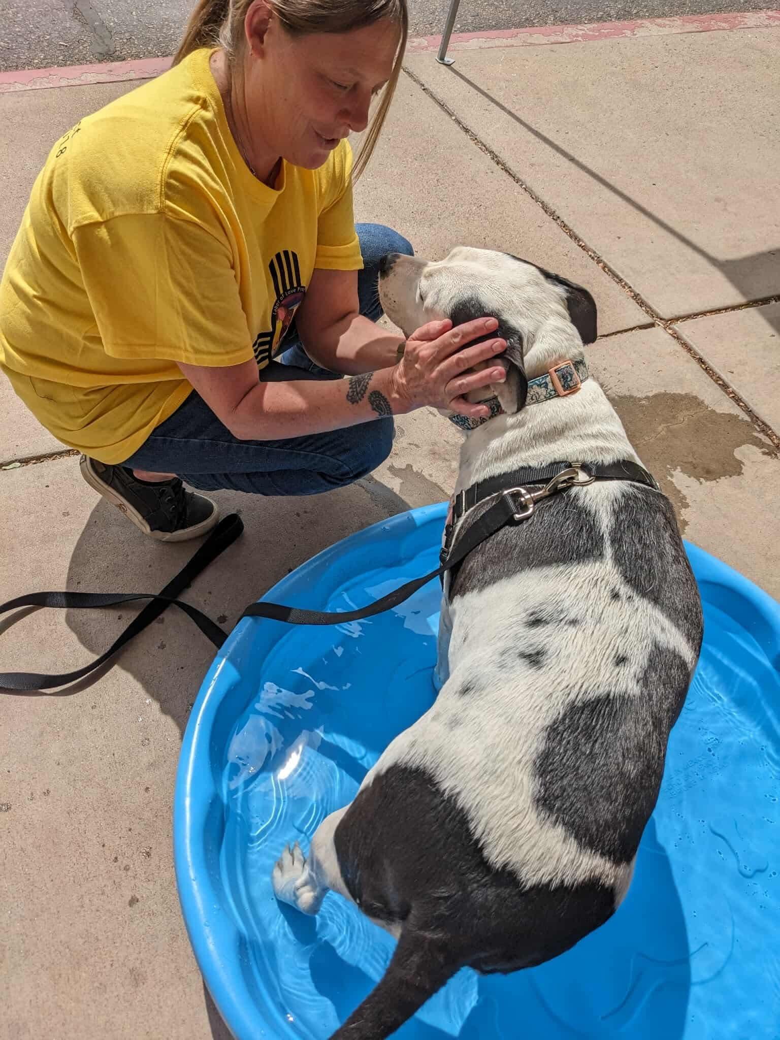 Ellie, an adoptable American Staffordshire Terrier in Portales, NM, 88130 | Photo Image 3