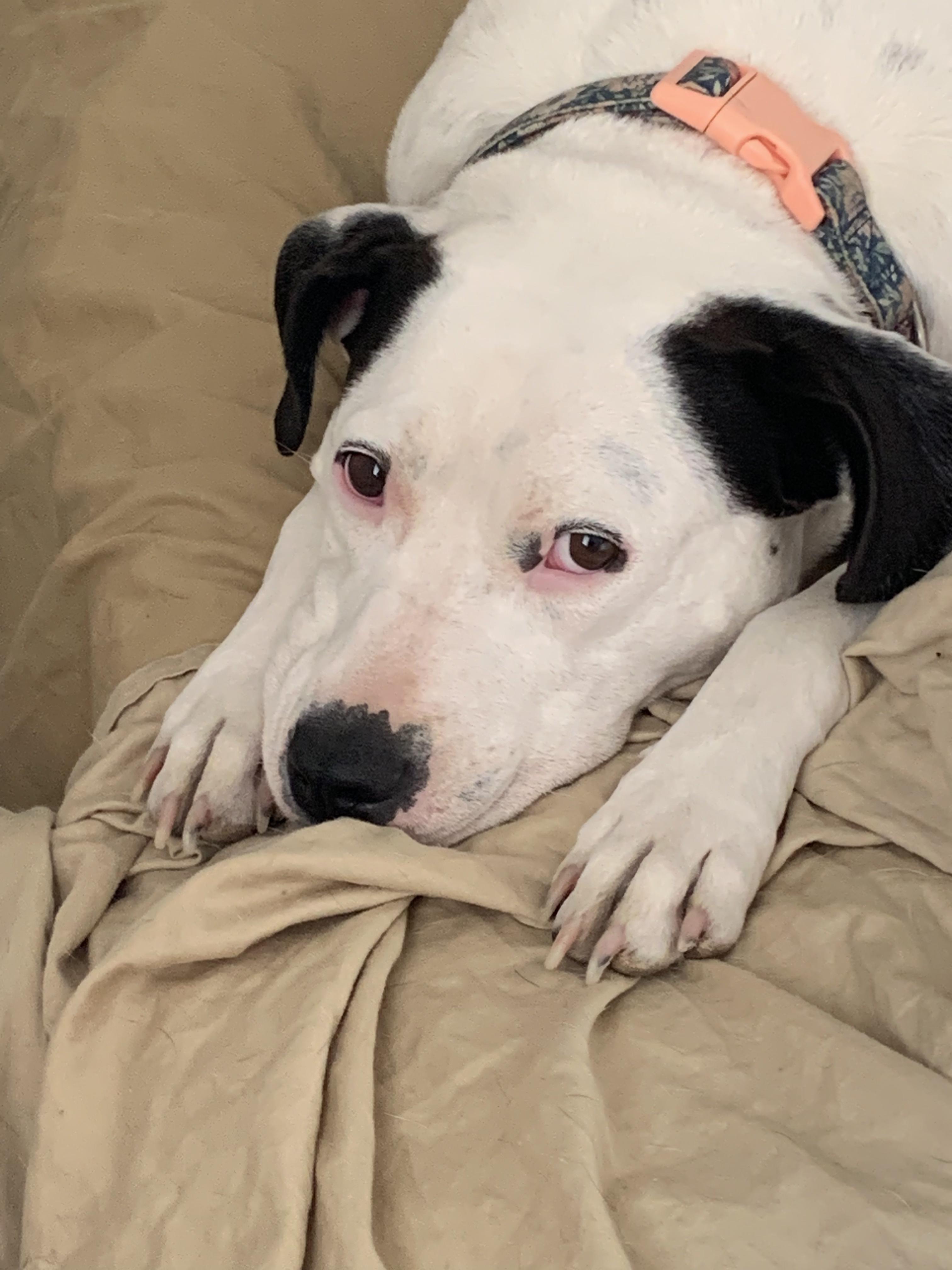 Ellie, a Adoptable mixed breed in Portales, NM image 1/6