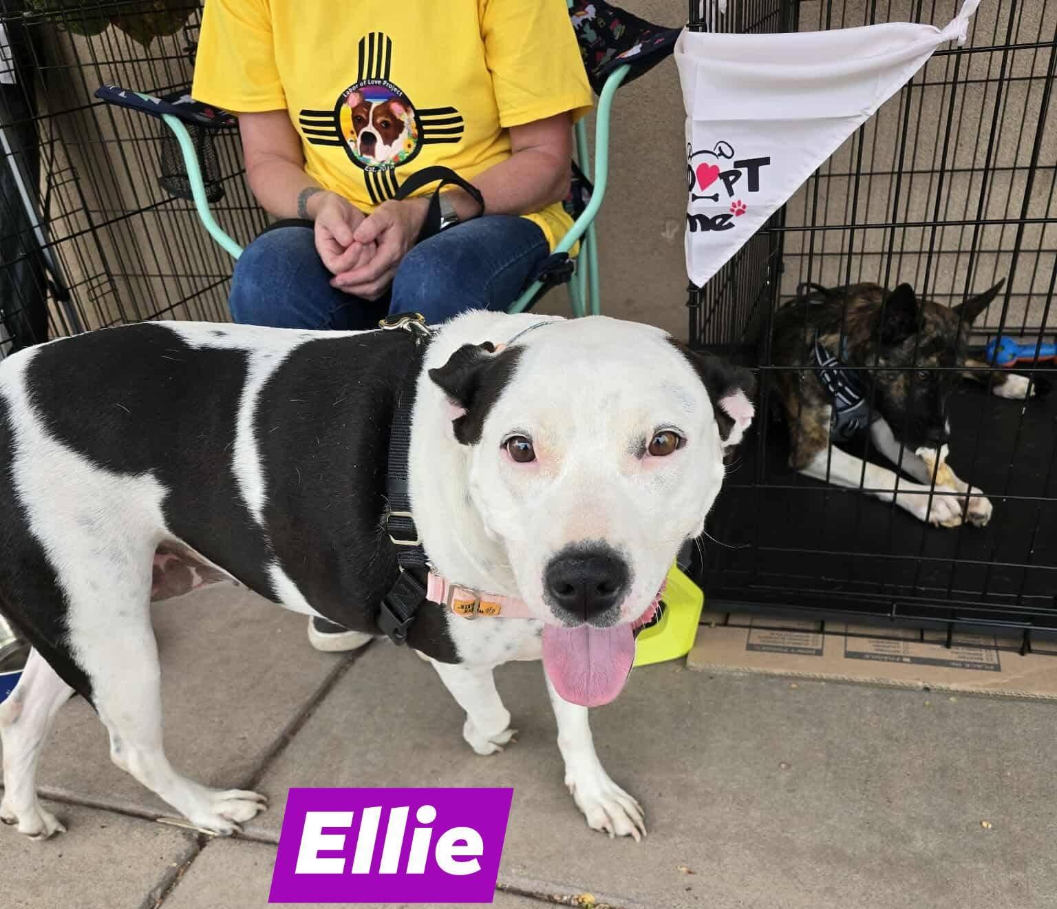Ellie, an adoptable American Staffordshire Terrier in Portales, NM, 88130 | Photo Image 1