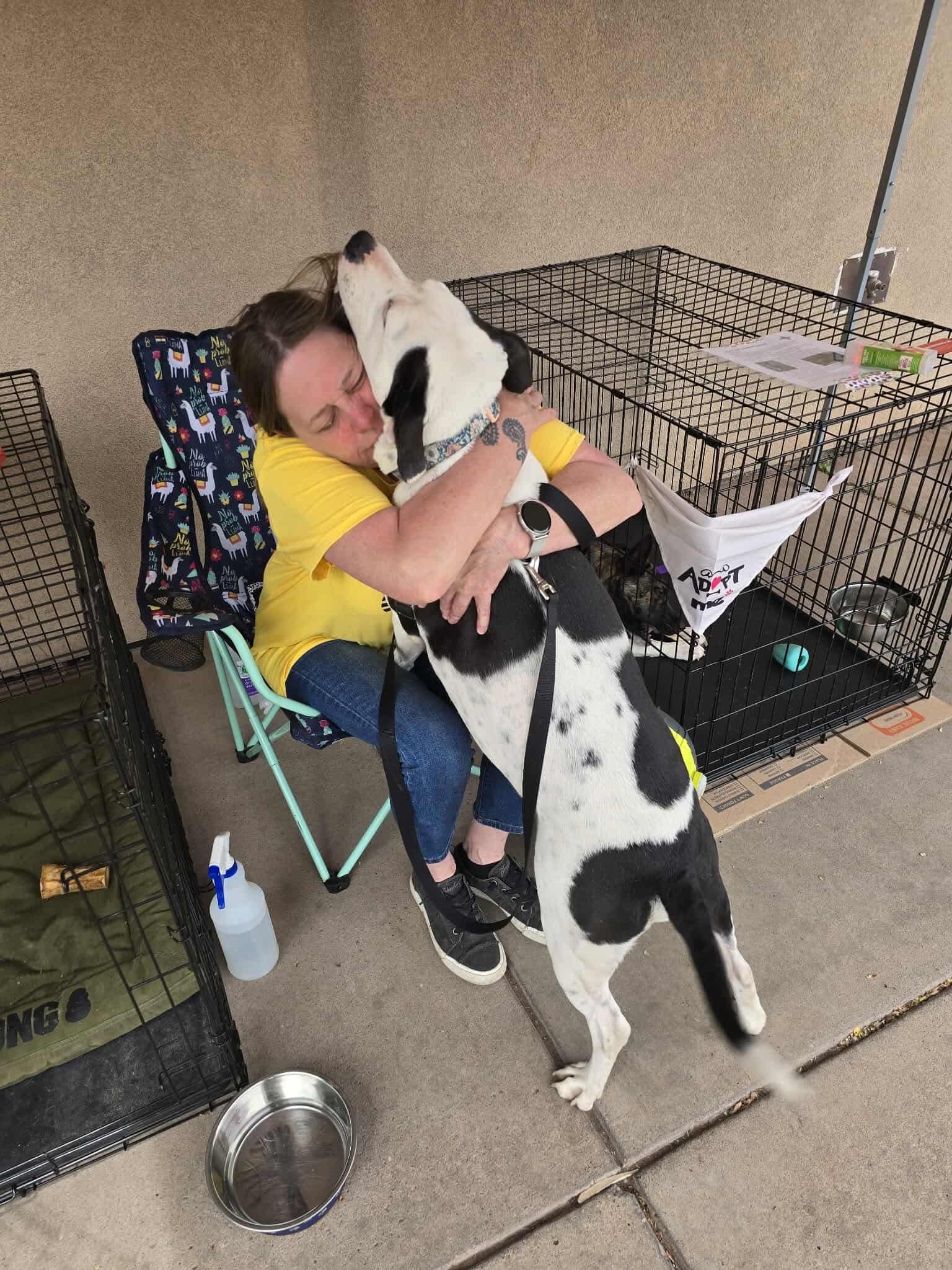 Ellie, a Adoptable mixed breed in Portales, NM image 6/6