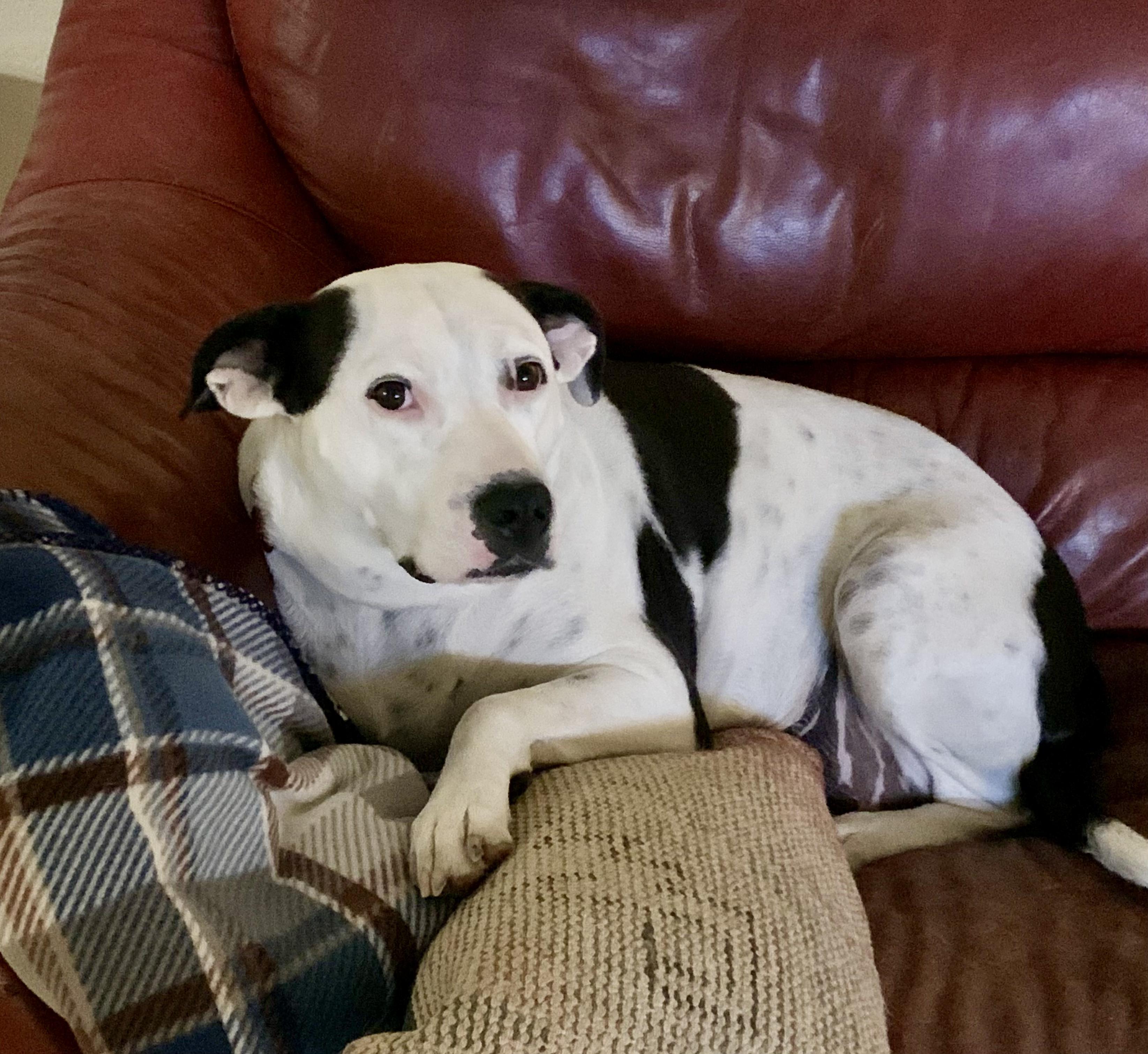 Ellie, a Adoptable mixed breed in Portales, NM image 3/6