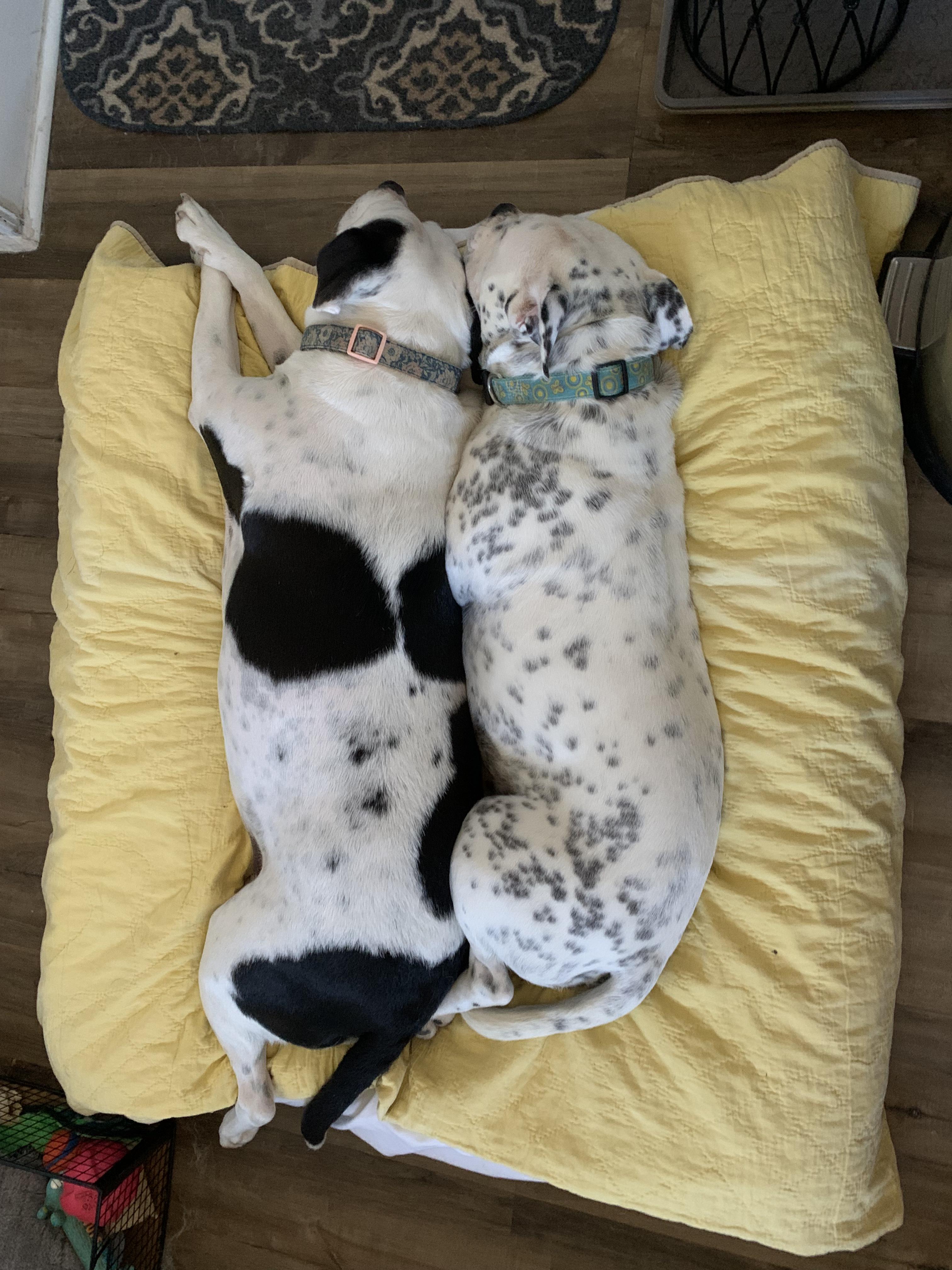 Ellie, an adoptable American Staffordshire Terrier in Portales, NM, 88130 | Photo Image 4