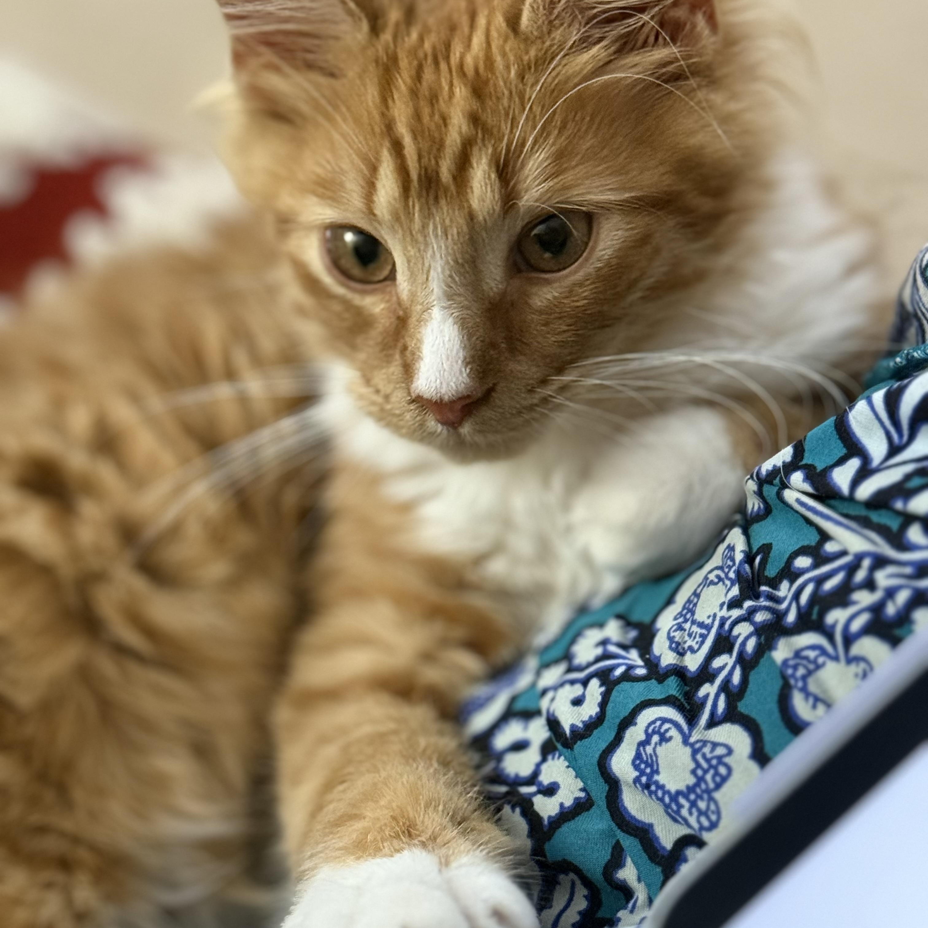 Sherbert-Cuddly Sweetness