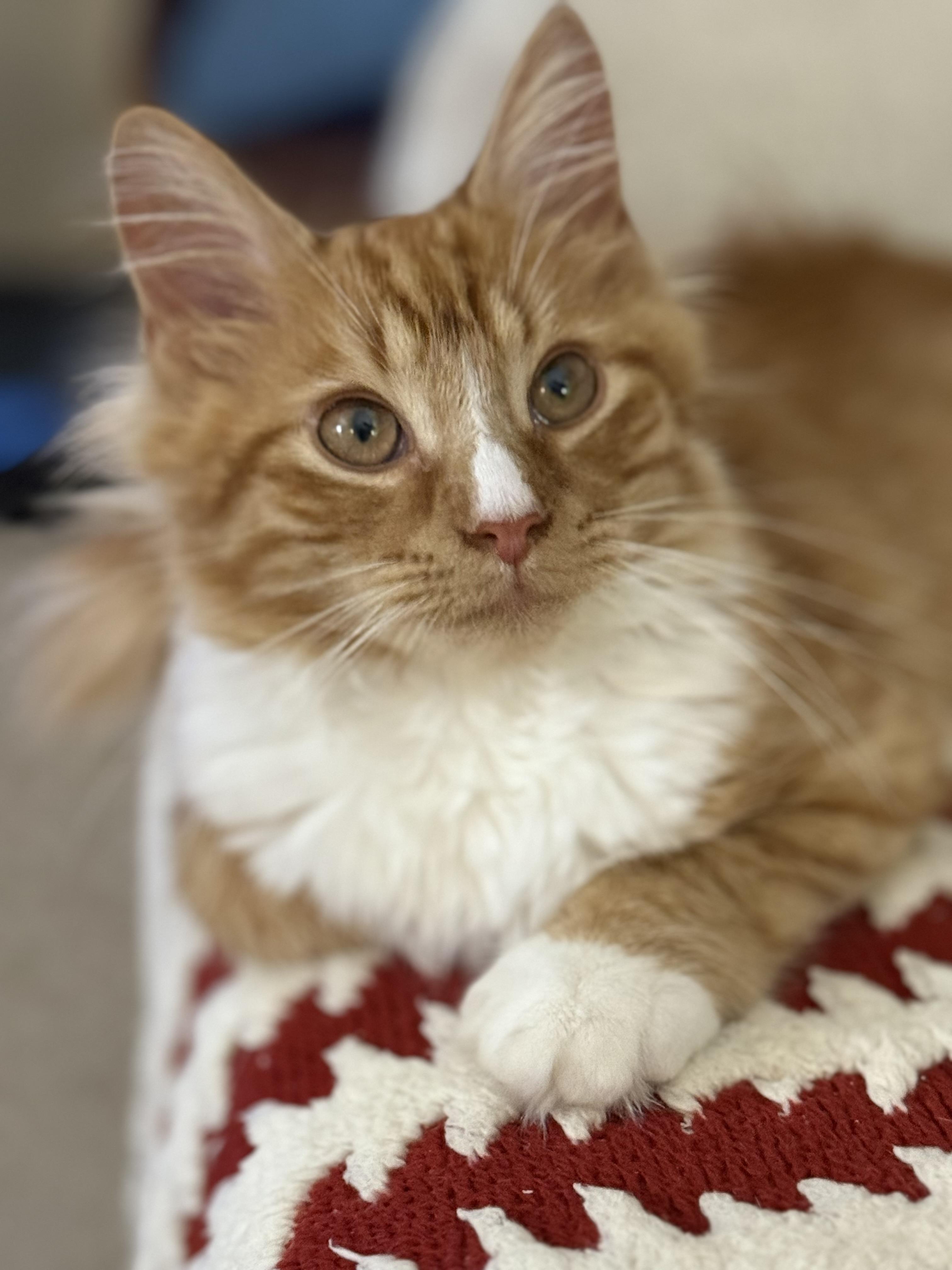 Sherbert-Cuddly Sweetness