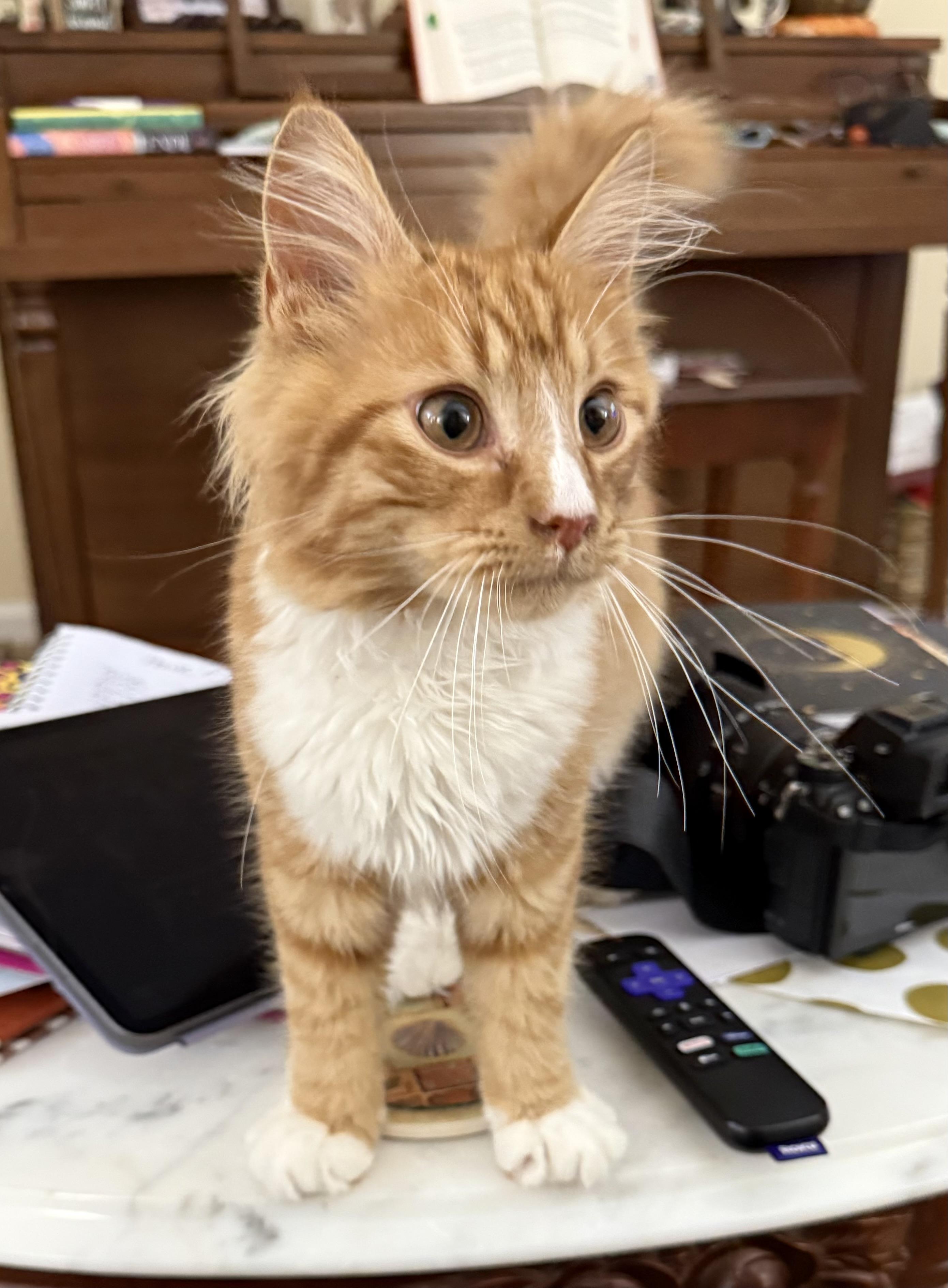 Sherbert-Cuddly Sweetness