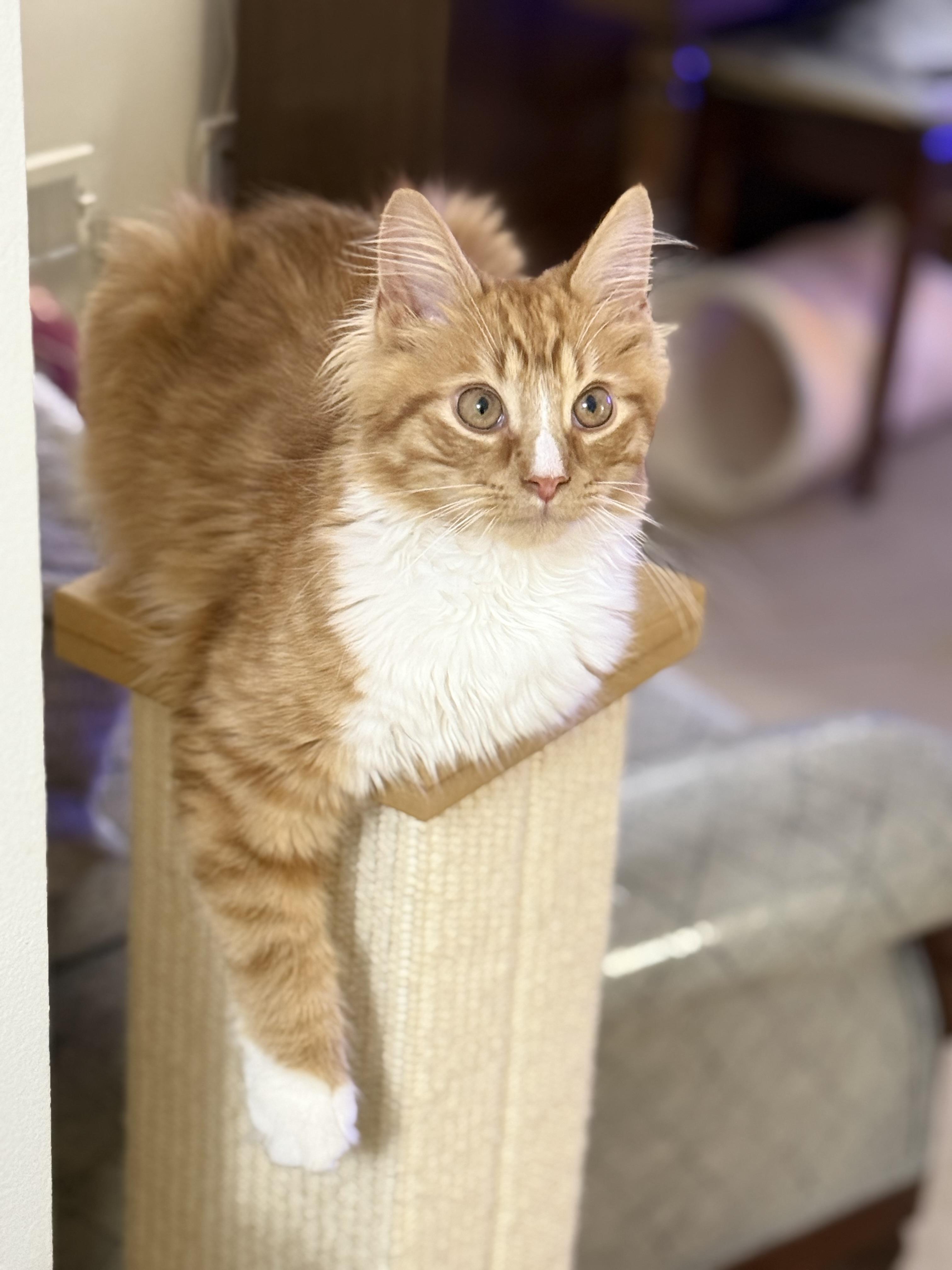 Sherbert-Cuddly Sweetness