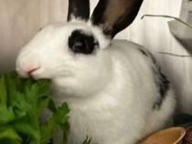 Enlarge HERCULES, a Adoptable Bunny Rabbit in Palo Alto, CA image 1/1