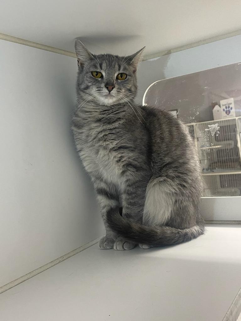 Sidney, Adoptable, Young Female Domestic Short Hair.