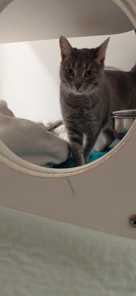 Enlarge Sidney, a Adoptable mixed breed in Cincinnati, OH image 2/3